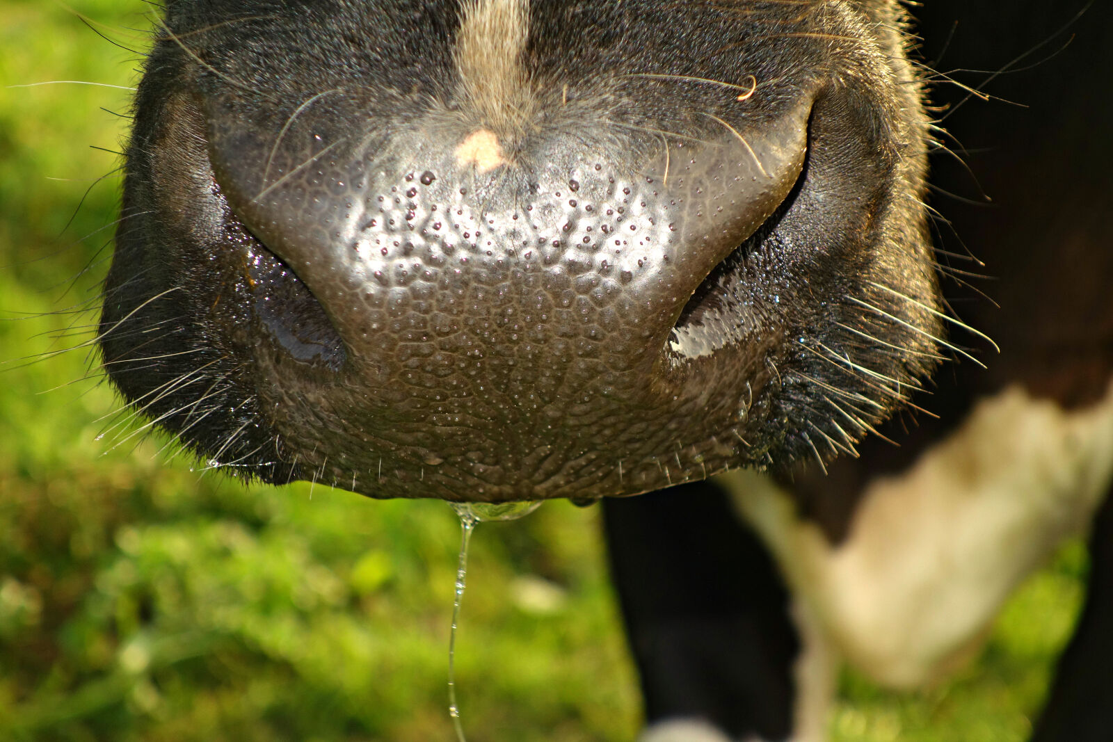 Sony Cyber-shot DSC-RX100 sample photo. Animal, cattle, cow, cow photography
