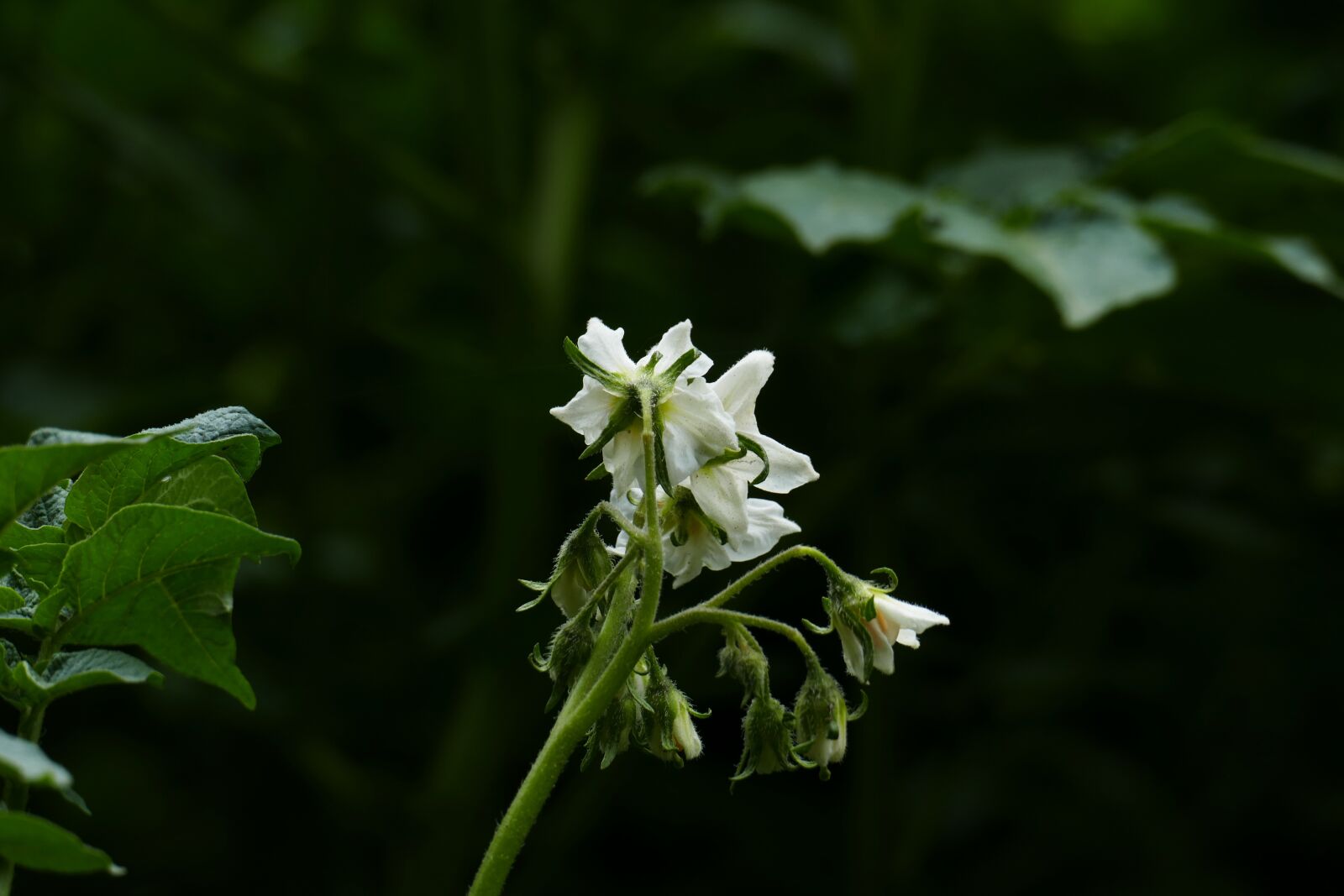 Panasonic Lumix DMC-FZ1000 sample photo. Flowers, bloom, potatoes photography