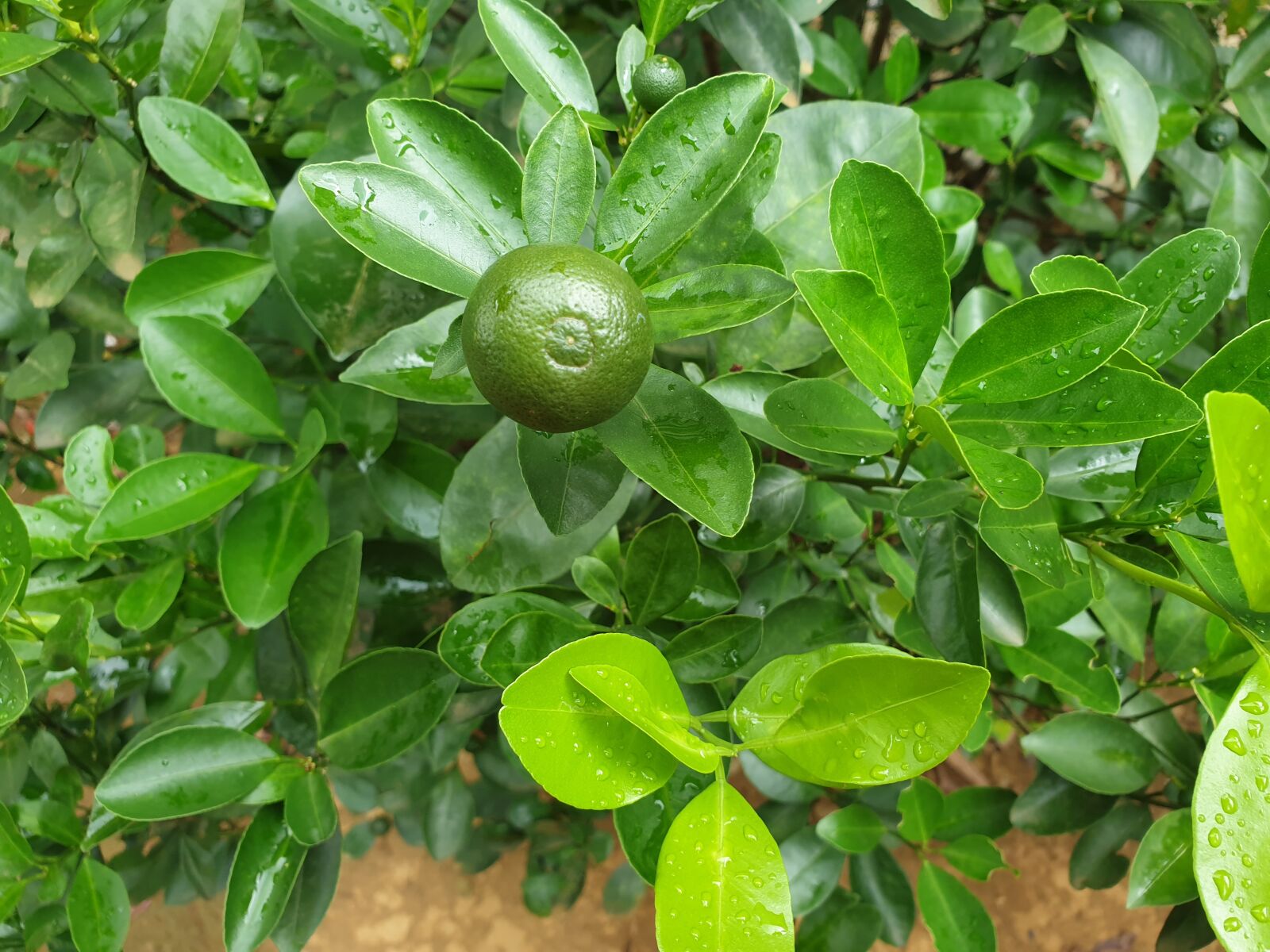 Samsung SM-N960F sample photo. Trees, fruit, nice tress photography
