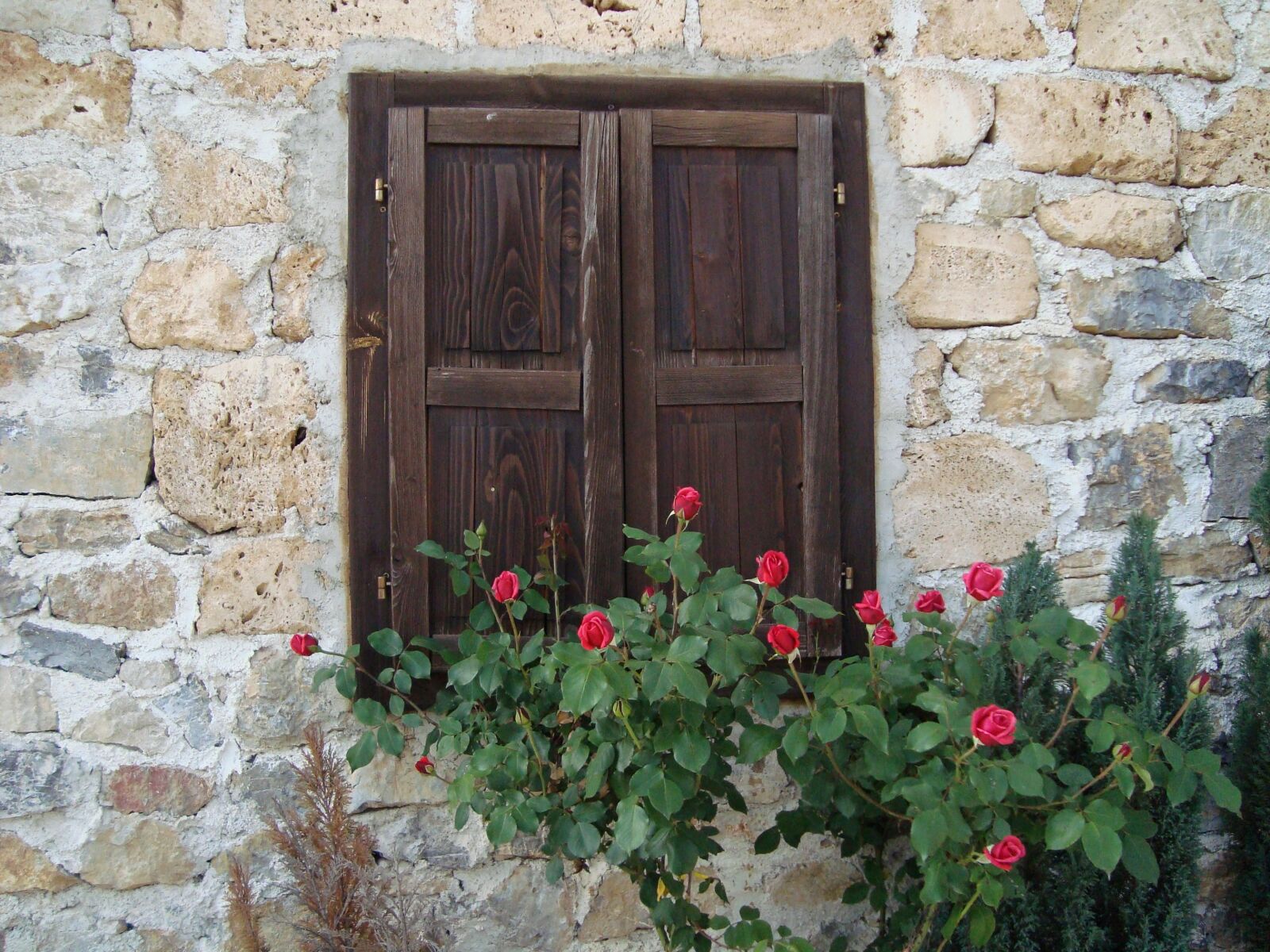 Sony Cyber-shot DSC-W110 sample photo. Wall, window, roses photography