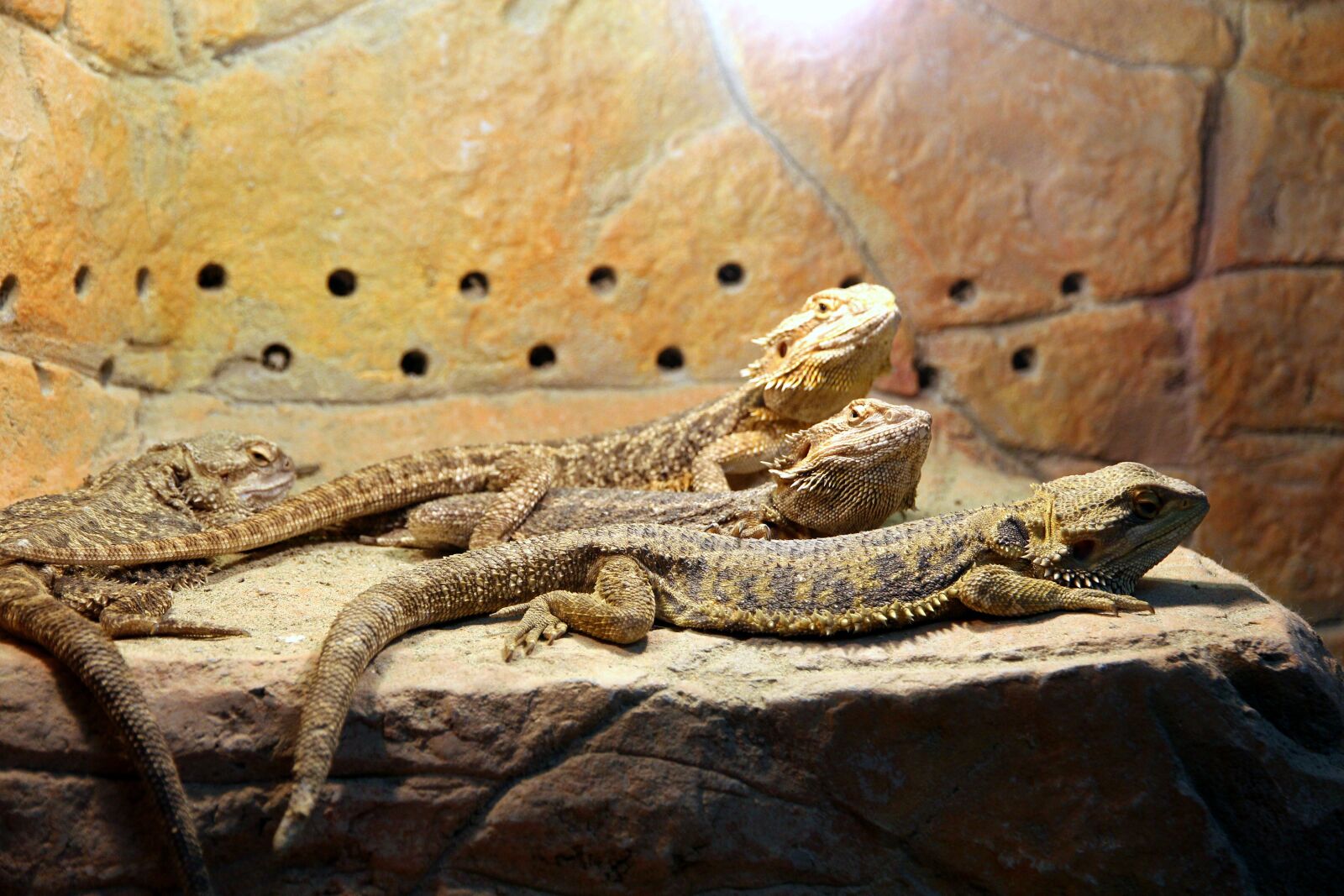 Canon EOS 650D (EOS Rebel T4i / EOS Kiss X6i) sample photo. Bearded agam, lizards, pogona photography