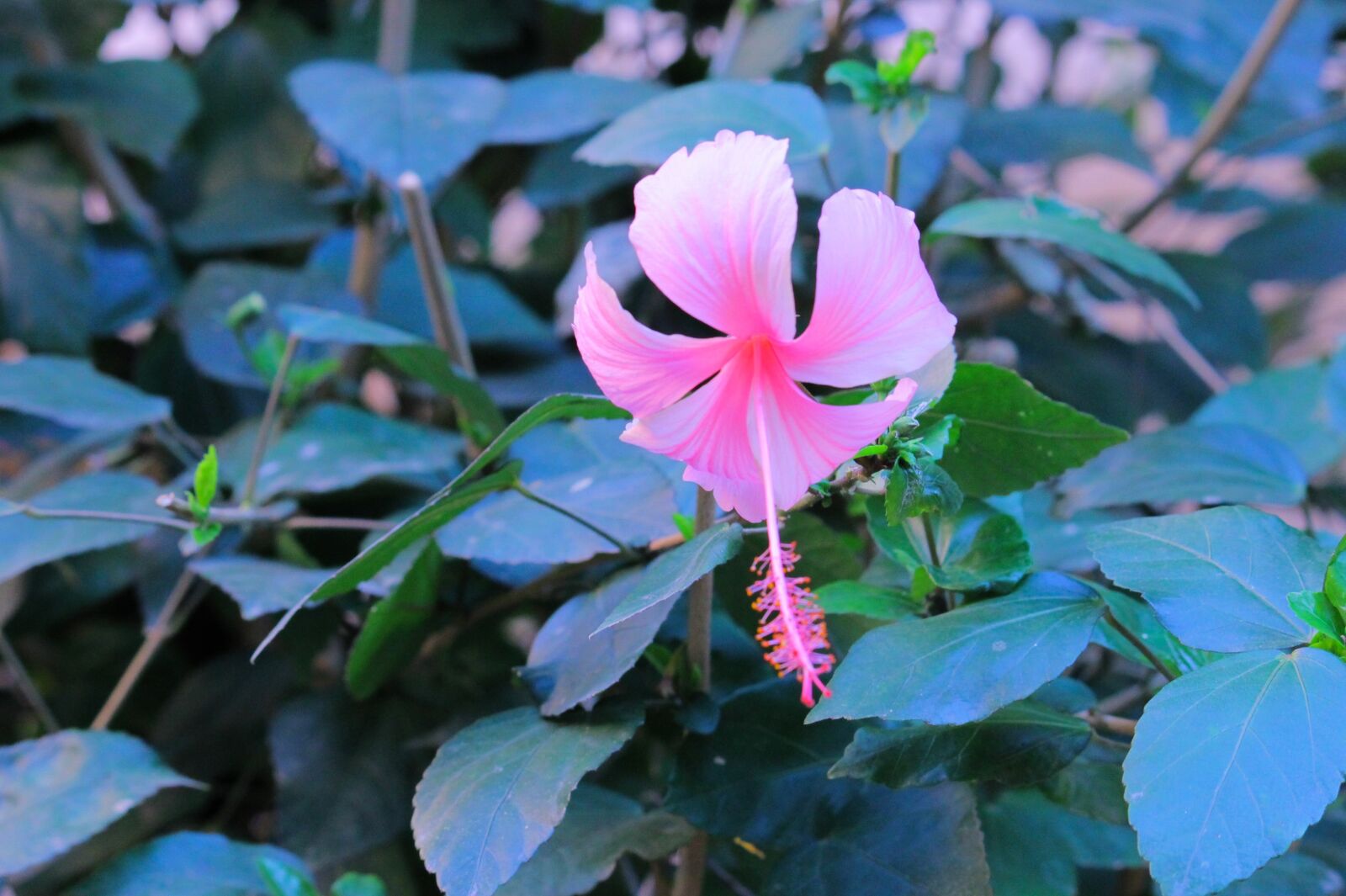Canon EOS 1100D (EOS Rebel T3 / EOS Kiss X50) sample photo. Flowers, nature, beautiful flowers photography
