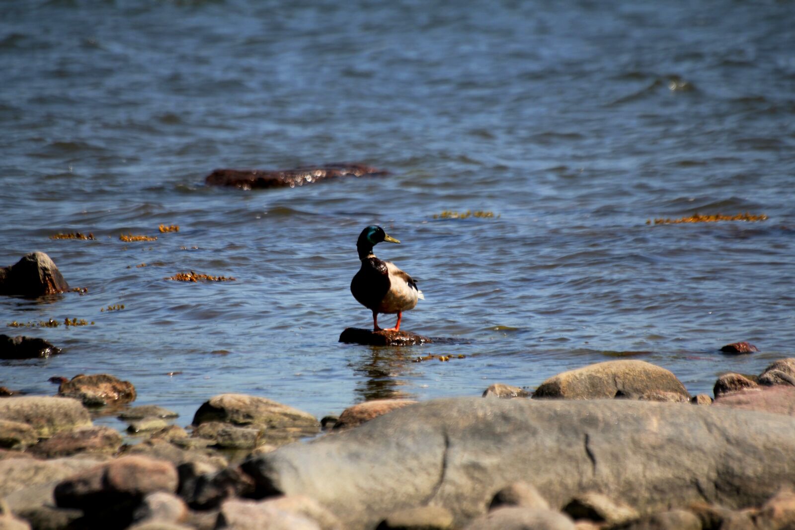 Canon EOS 550D (EOS Rebel T2i / EOS Kiss X4) sample photo. Duck, bird, water photography