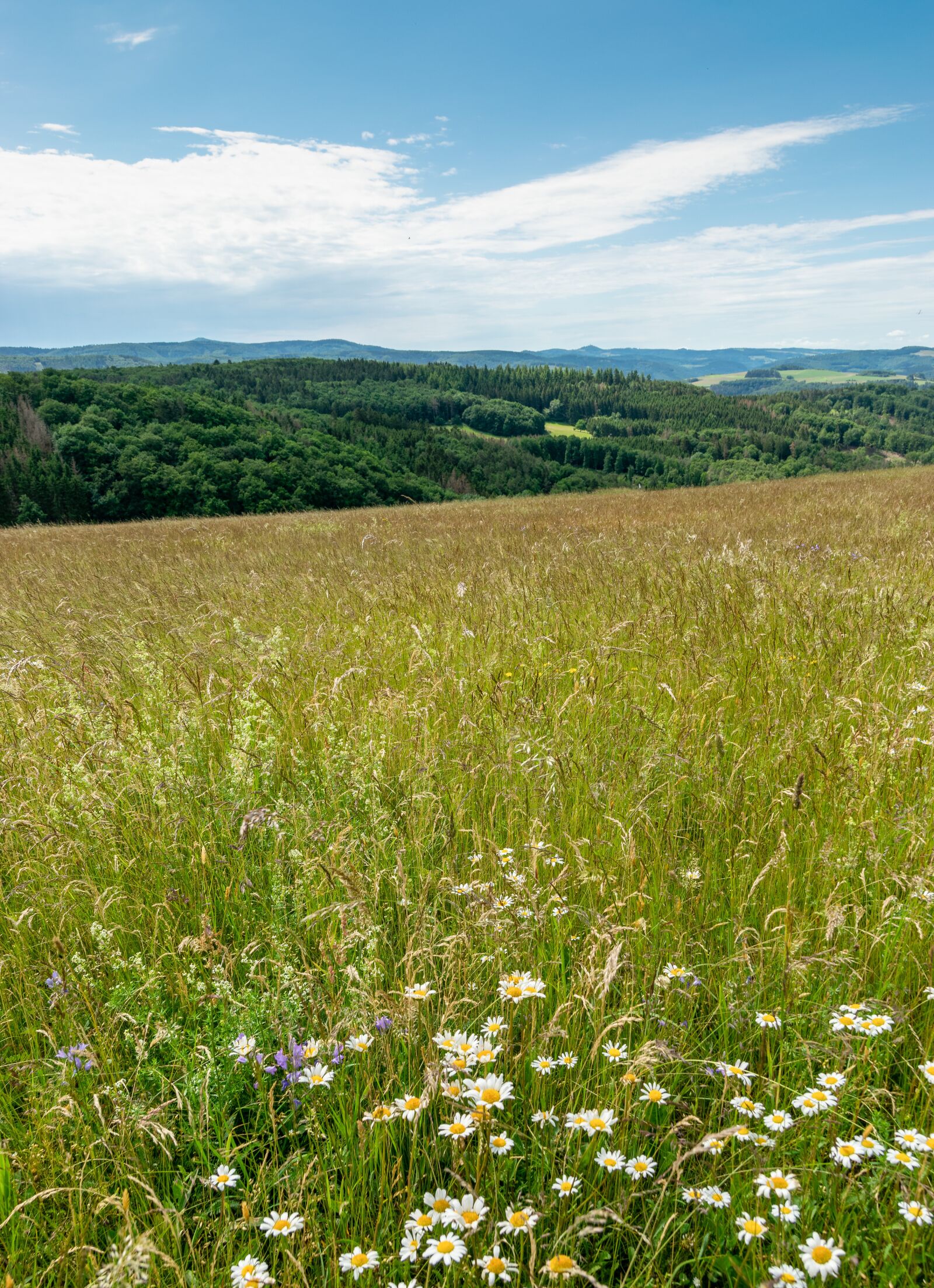 Nikon D5300 sample photo. Eifel, landscape, nature photography