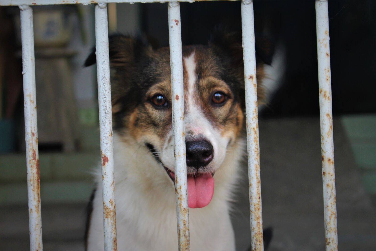 Canon EOS 700D (EOS Rebel T5i / EOS Kiss X7i) sample photo. Dog, puppy, pet photography