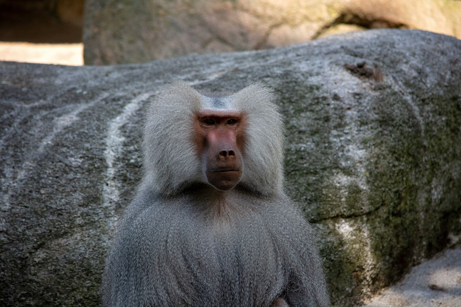 Nikon D7100 sample photo. Monkey, animal, mammal photography