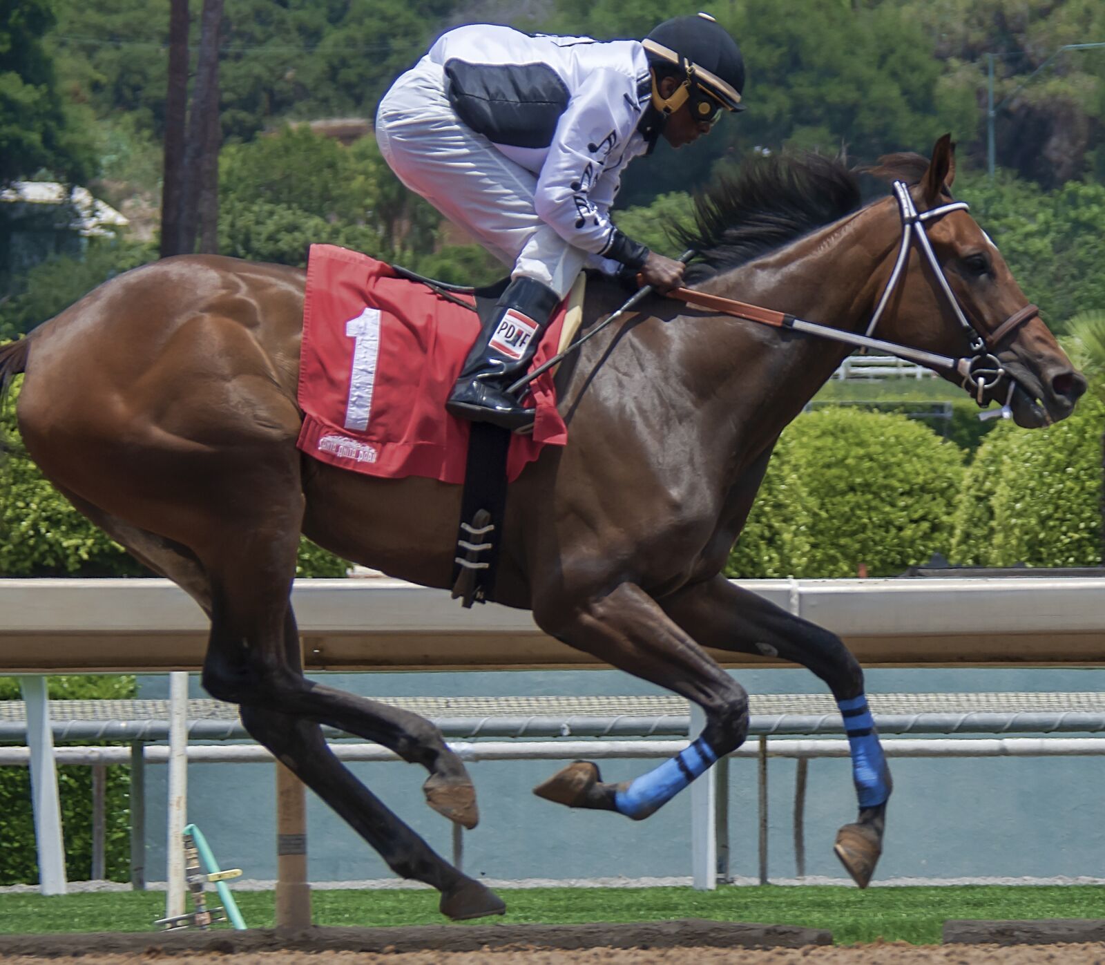 Nikon D850 sample photo. Horse, horse racing, horse photography