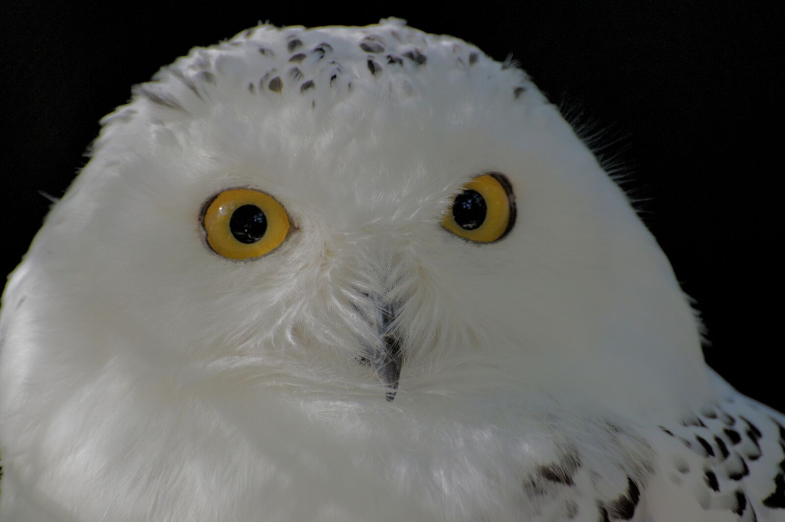 Nikon D3200 sample photo. Snow owl, bird, animal photography
