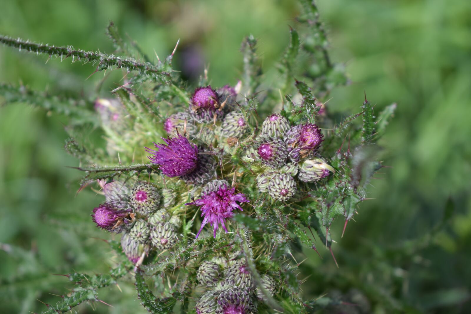 Nikon D3300 sample photo. Purple, weed, thistle photography