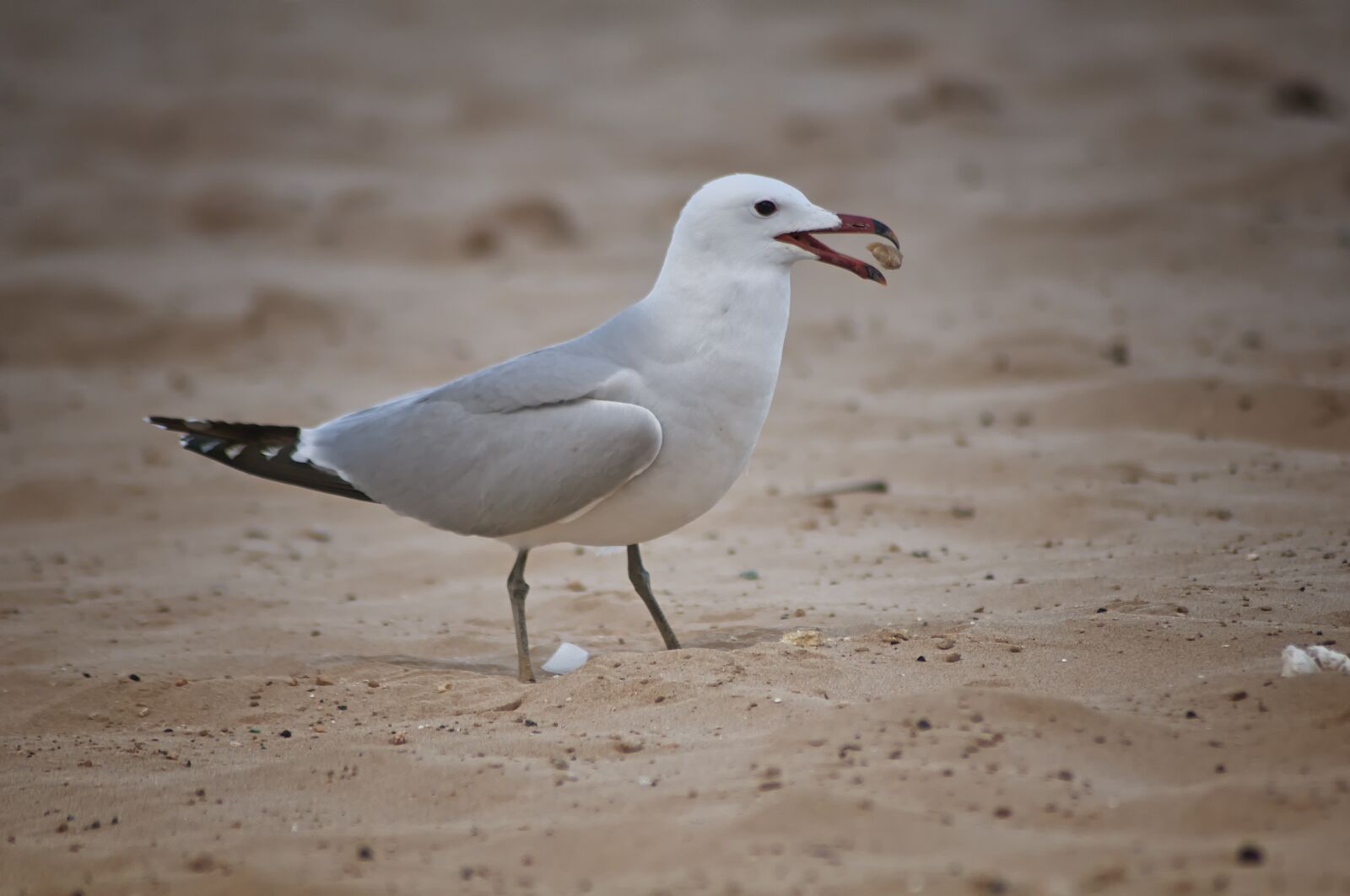Nikon D90 sample photo. Birds, seagull, beach photography