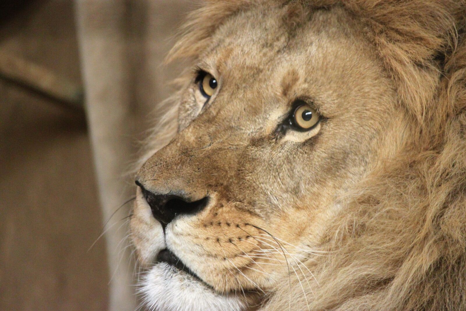 Canon EOS 500D (EOS Rebel T1i / EOS Kiss X3) sample photo. Lion, cat, animal world photography