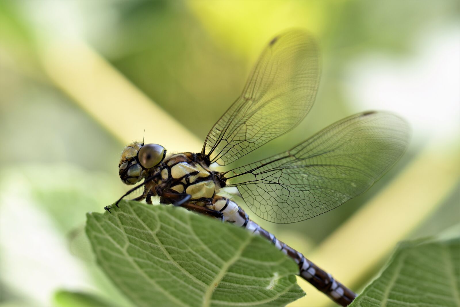 Nikon D5500 sample photo. Dragonfly, animal, insect photography