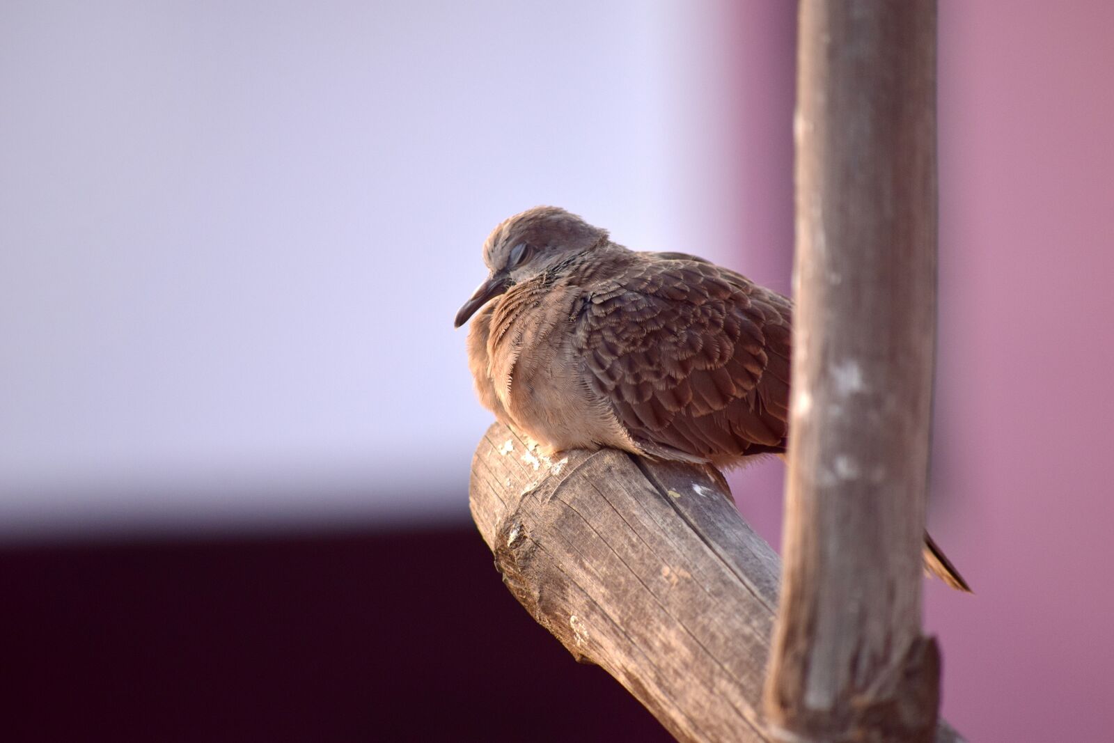 Nikon D5300 sample photo. Bird, nature, wildlife photography