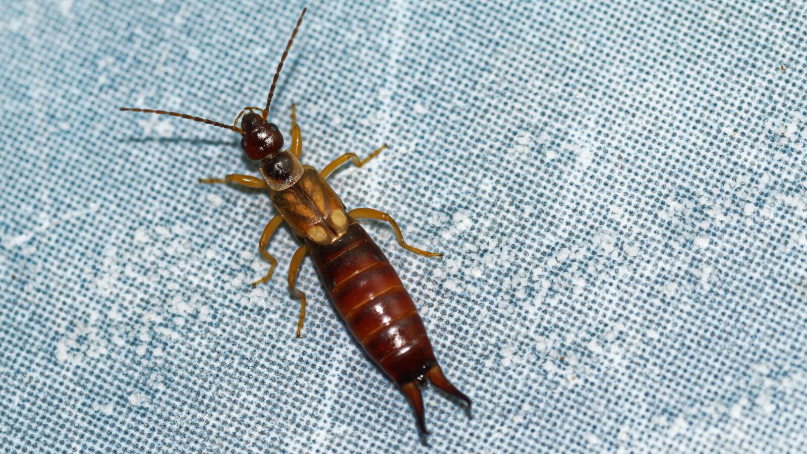 Nikon D5300 sample photo. Insect, earwig, seated photography