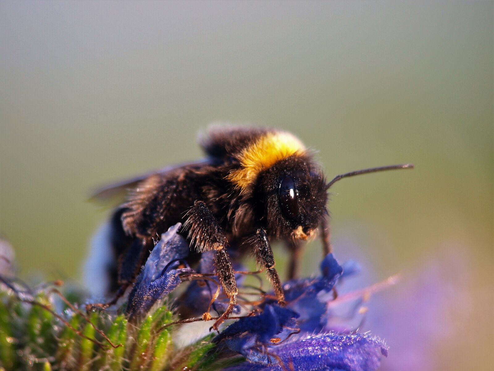 Olympus E-420 (EVOLT E-420) sample photo. Hummel, insect, bombus photography