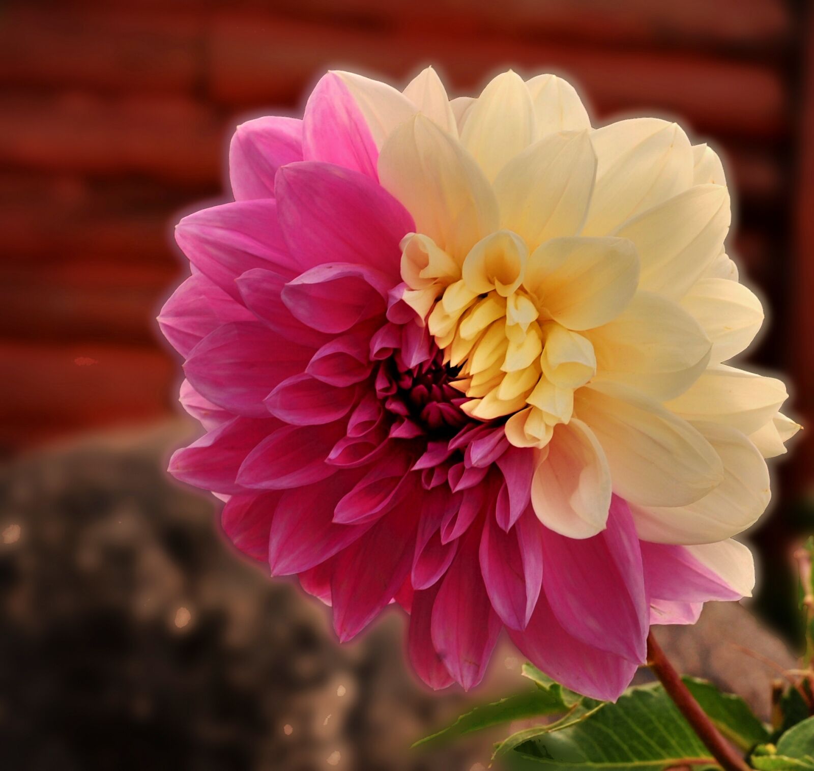 Nikon D3S sample photo. Dahlia, flower, split, tone photography