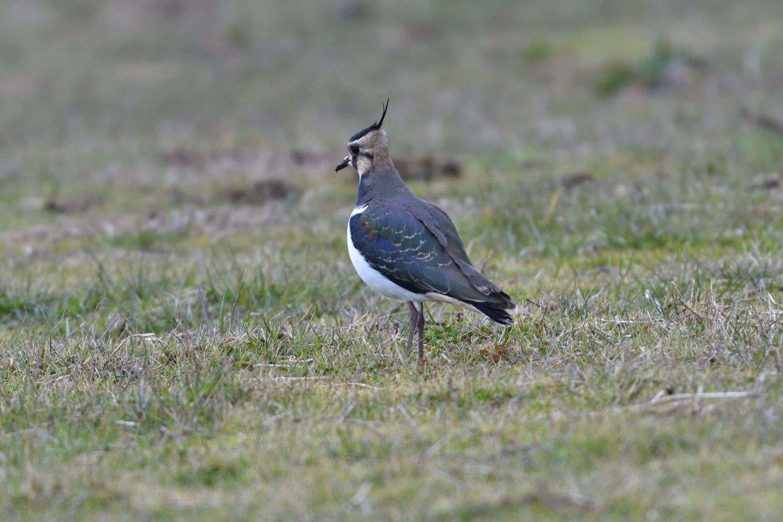 Nikon D500 sample photo. Wild animals, bird, animal photography