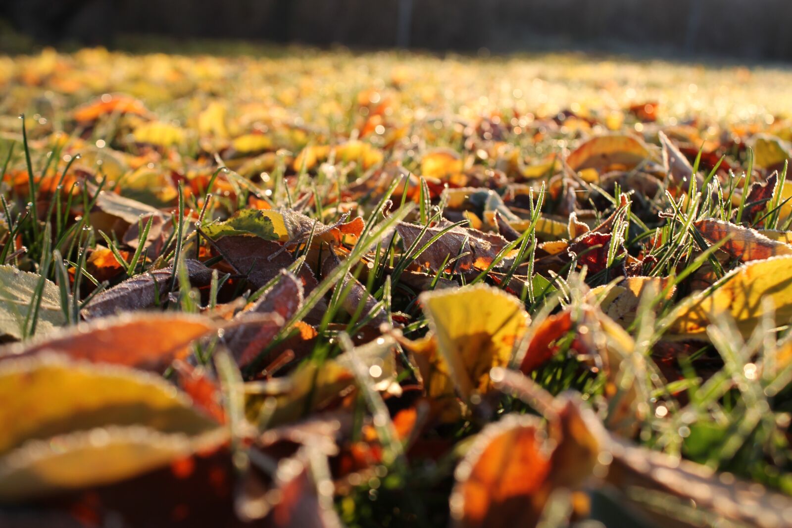 Canon EOS 1100D (EOS Rebel T3 / EOS Kiss X50) sample photo. Leaves, texture, pattern photography