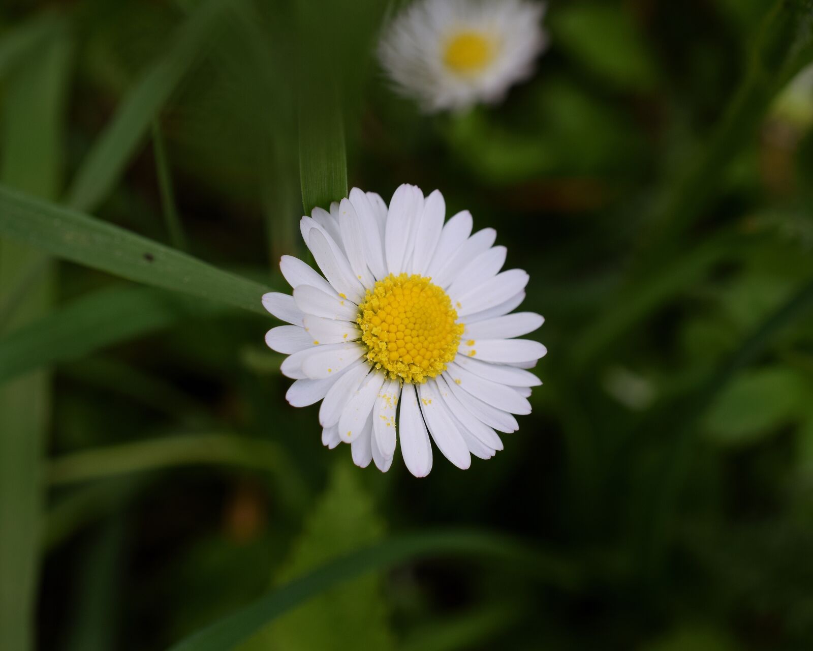 Nikon D5300 sample photo. Daisy, bellis philosophy, blossom photography