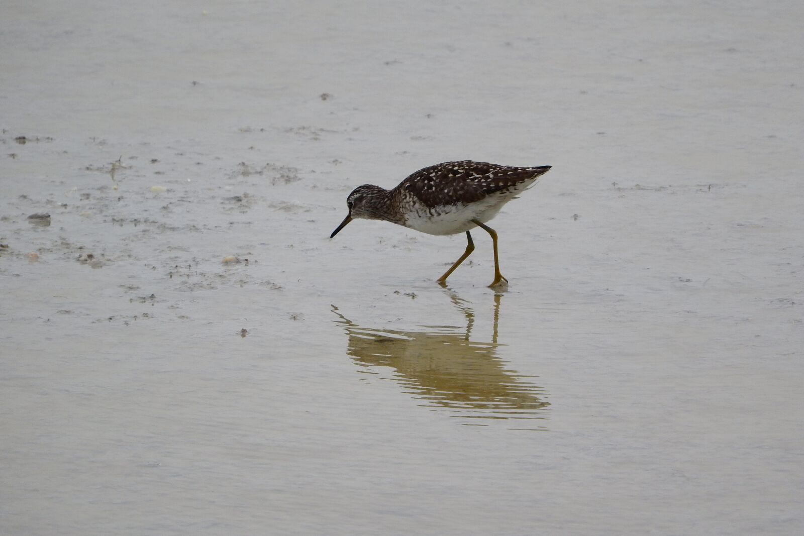 Nikon Coolpix P610 sample photo. Wood sandpiper, tringa a photography