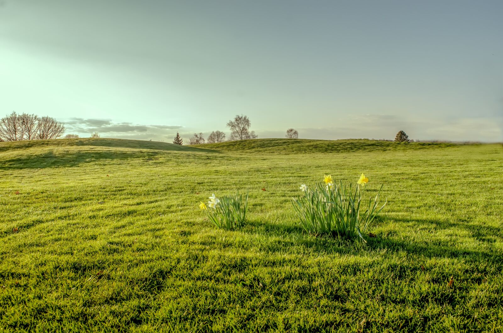 Nikon D7000 sample photo. Daffodil, grass, green photography