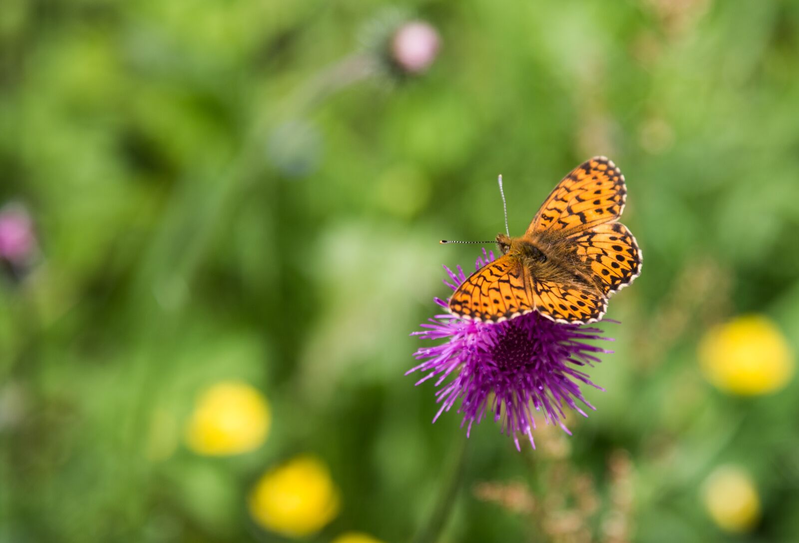 Canon EOS 6D + Canon EF 24-105mm F4L IS USM sample photo. Butterfly, flower, summer photography