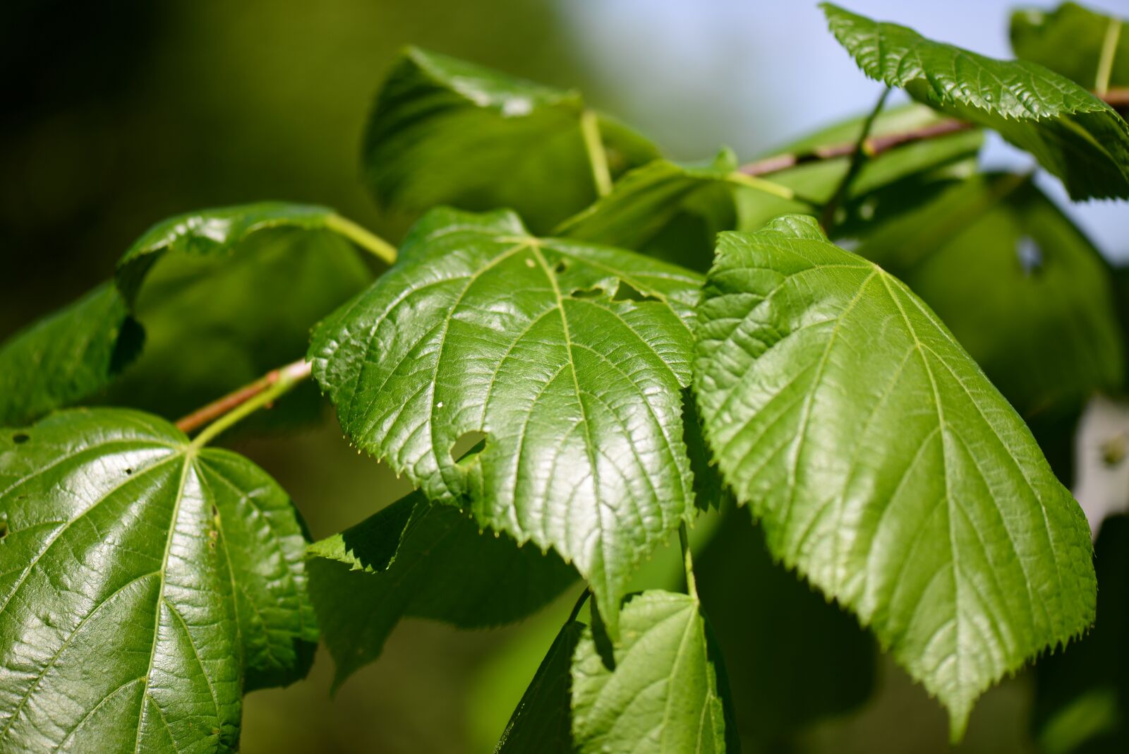Nikon D610 sample photo. Bush, leaves, green photography