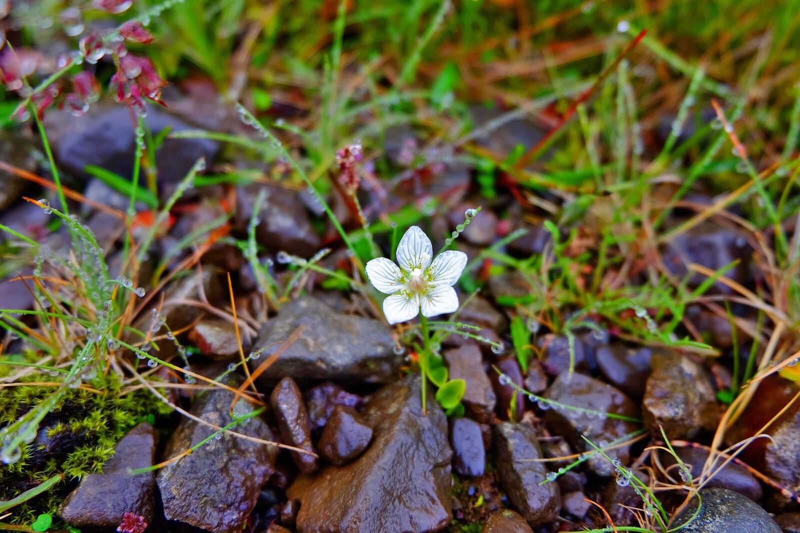 Fujifilm XC 16-50mm F3.5-5.6 OIS II sample photo. Iceland, flower, white photography