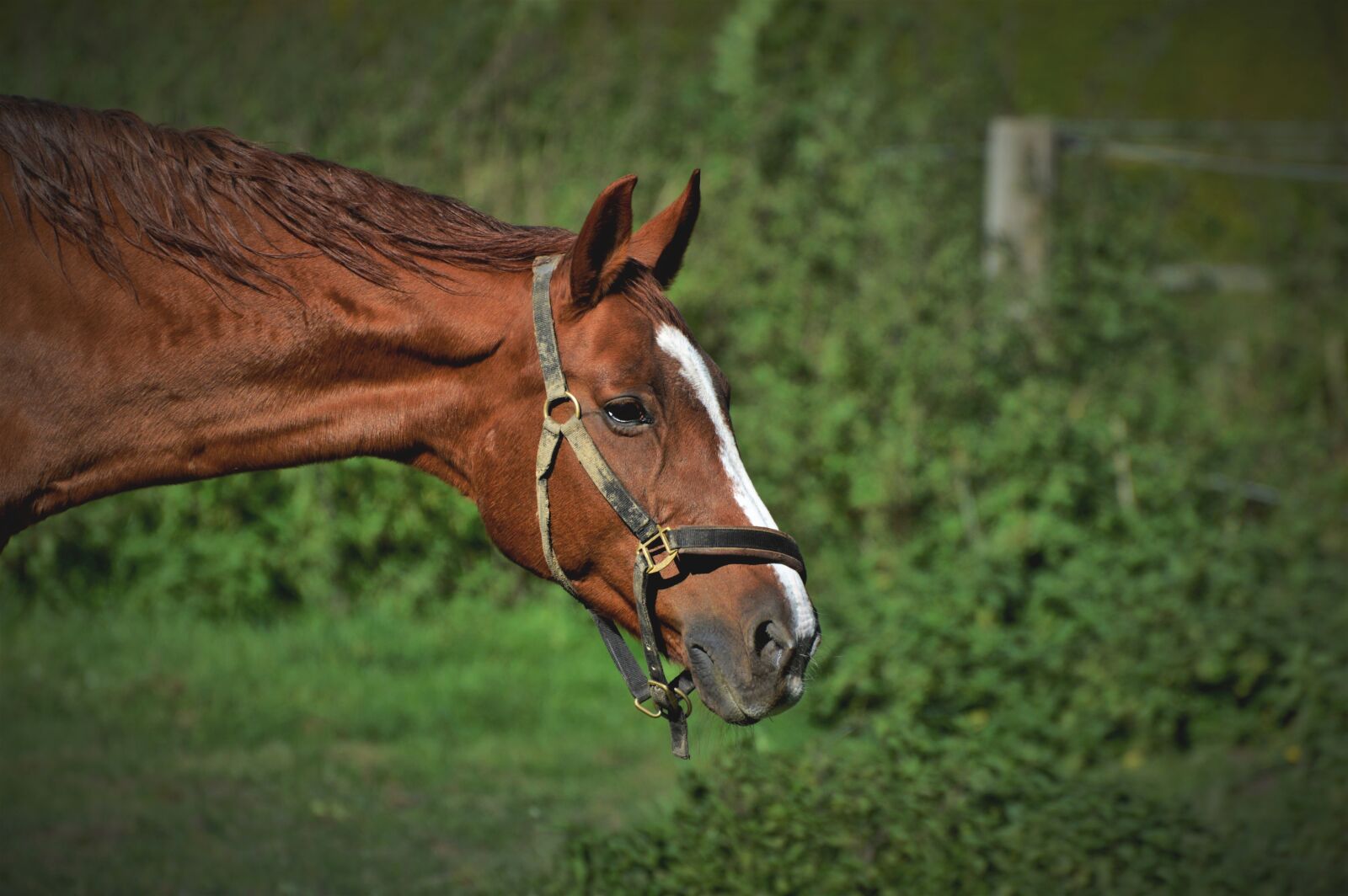 Nikon D3200 sample photo. Horse, horse head, brown photography