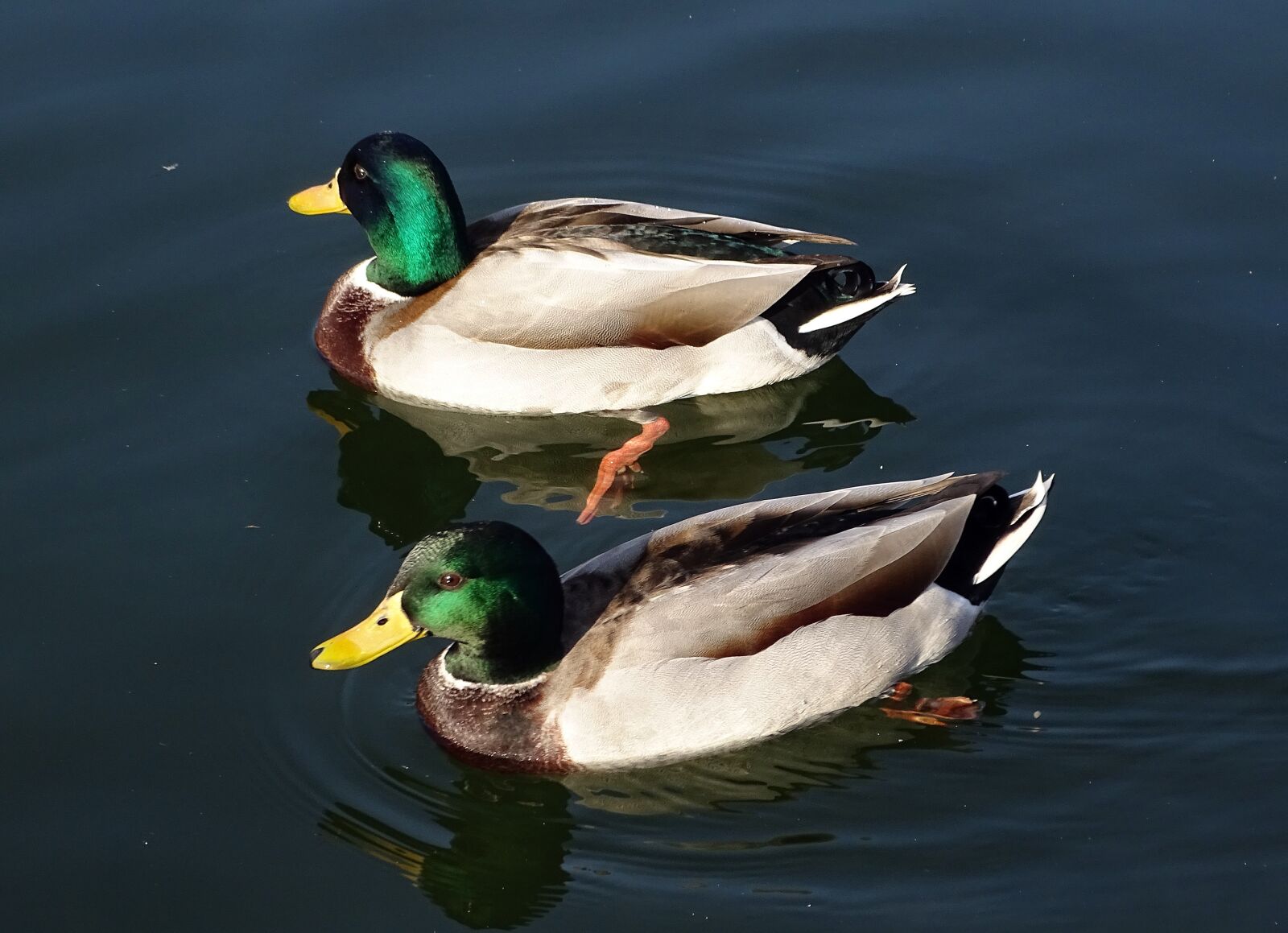 Sony Cyber-shot DSC-HX400V sample photo. Wild ducks, water bird photography