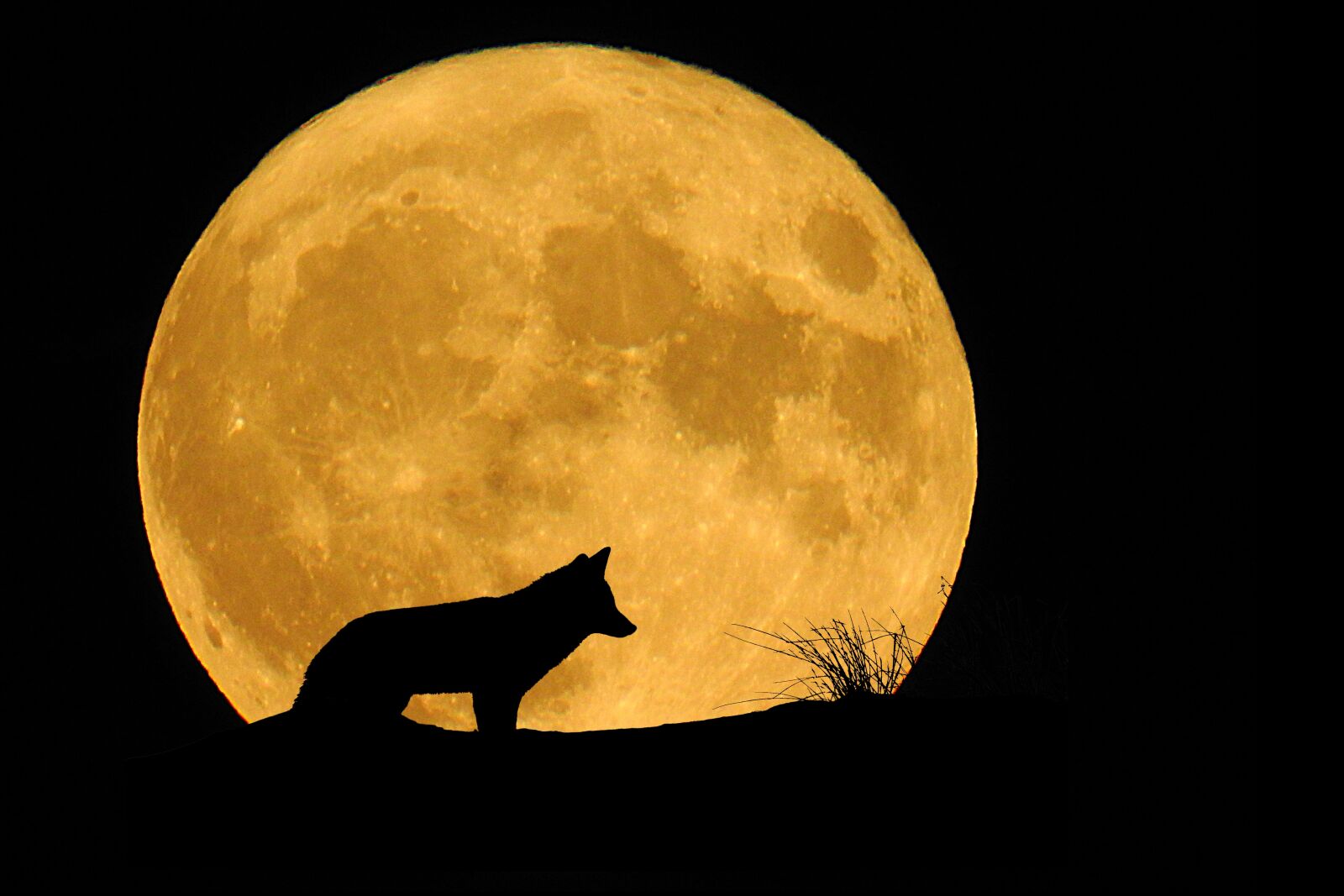 Nikon Coolpix P900 sample photo. Moon, full moon, animal photography