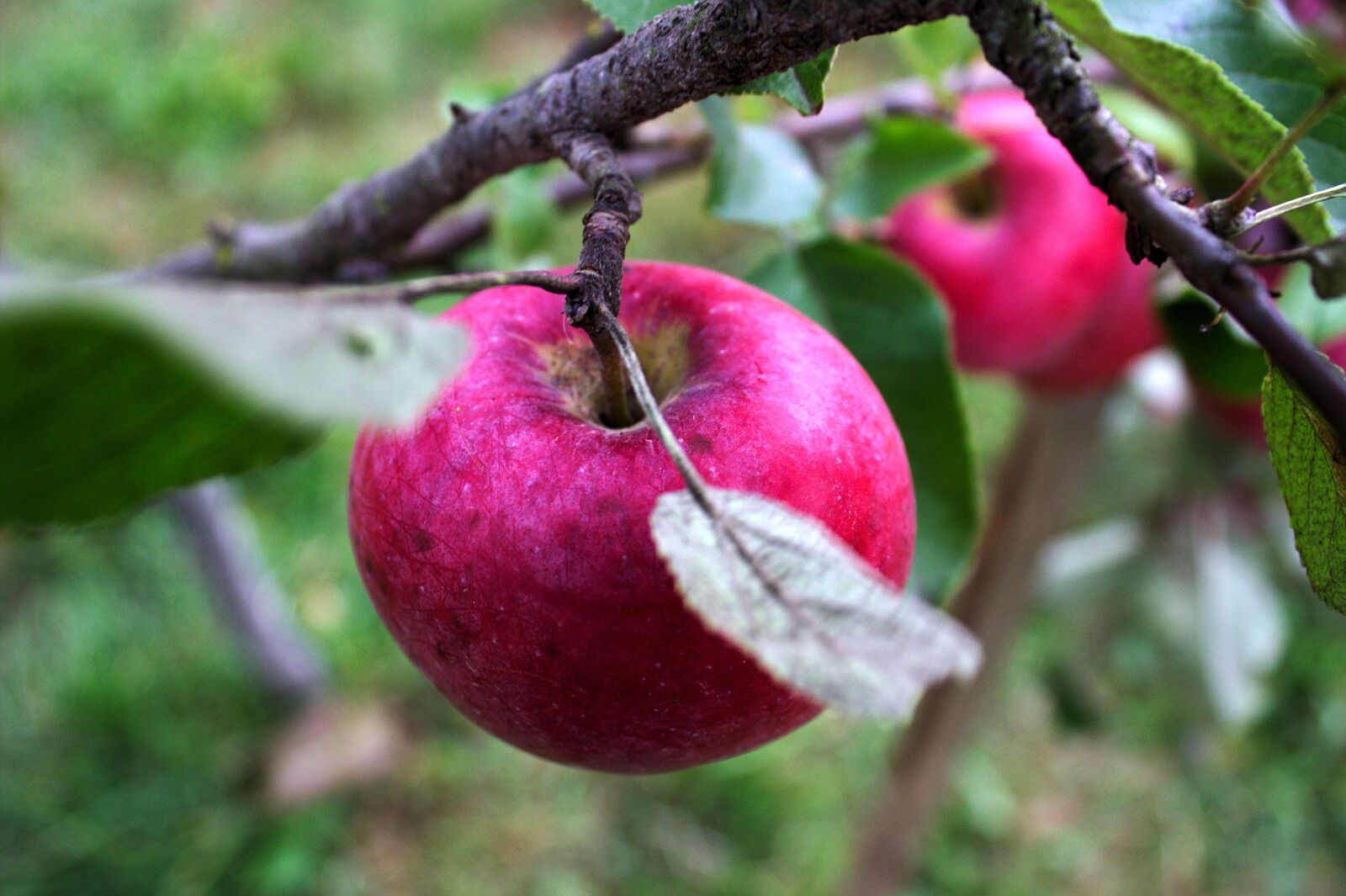 Canon EOS 600D (Rebel EOS T3i / EOS Kiss X5) sample photo. Apple, nature, beauty photography