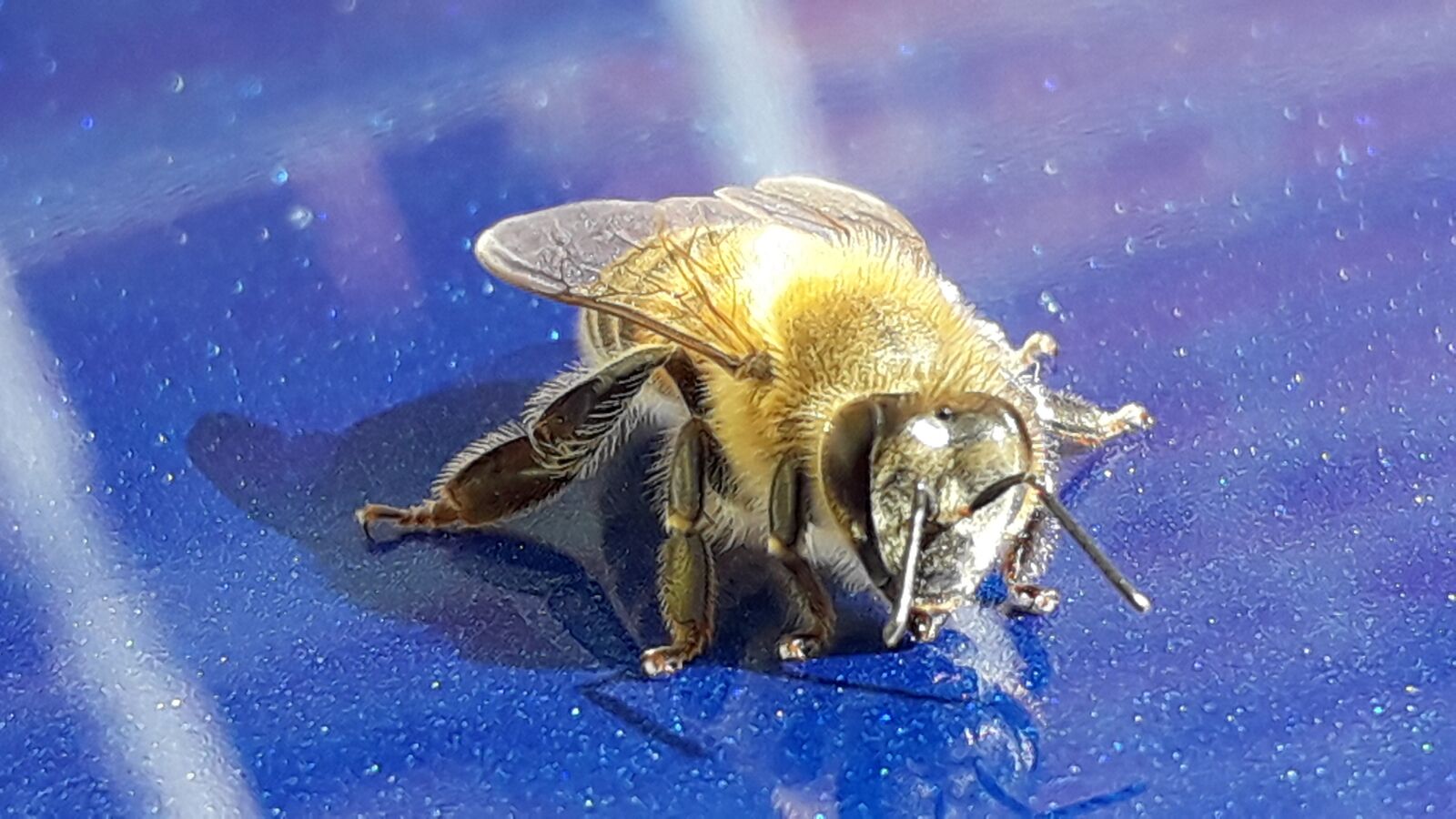 Samsung Galaxy J4 sample photo. Bee, insects, nature photography