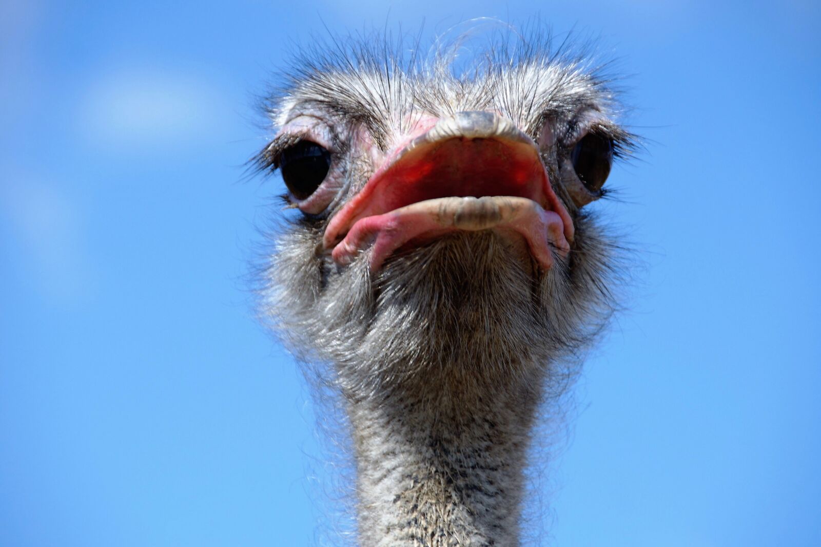 Sony SLT-A58 sample photo. The ostrich, head, grimace photography