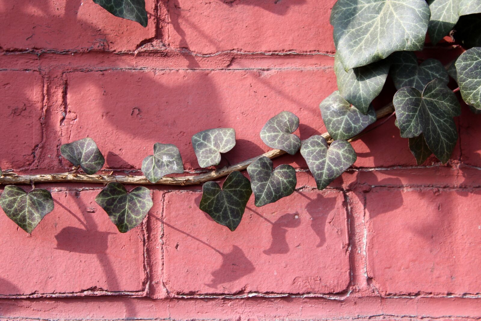 Canon EOS 1200D (EOS Rebel T5 / EOS Kiss X70 / EOS Hi) sample photo. Ivy, creeper, foliage photography