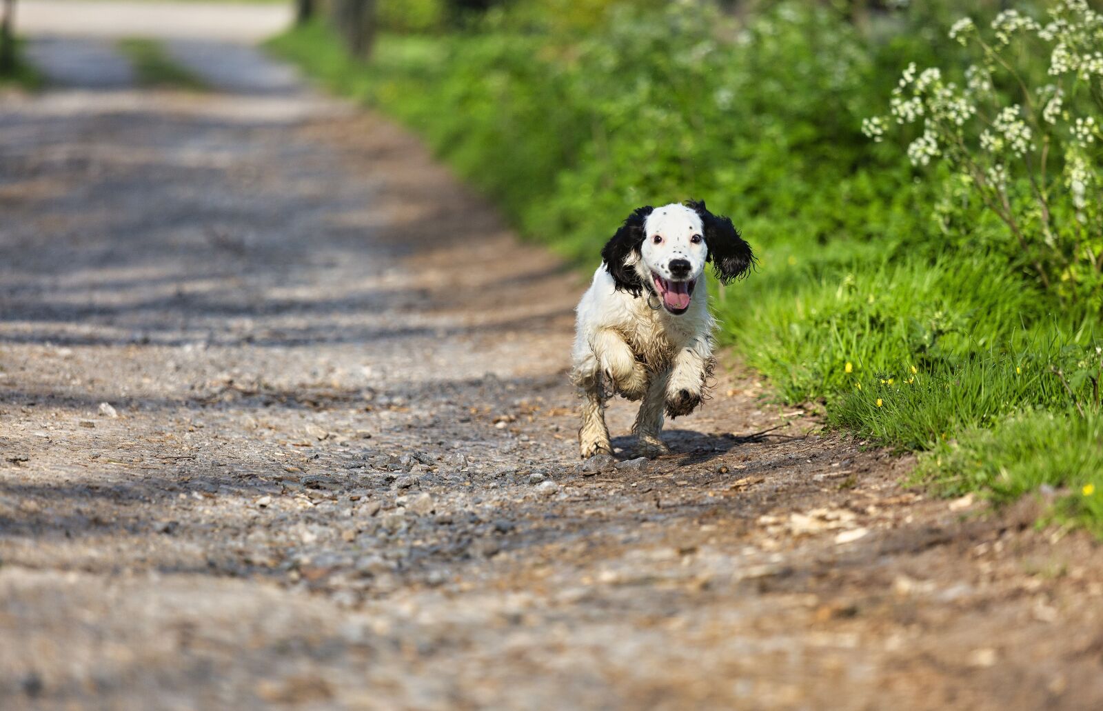 Canon EOS 5D Mark III + Canon EF 70-200mm F4L IS USM sample photo. Puppy, dog, countryside photography