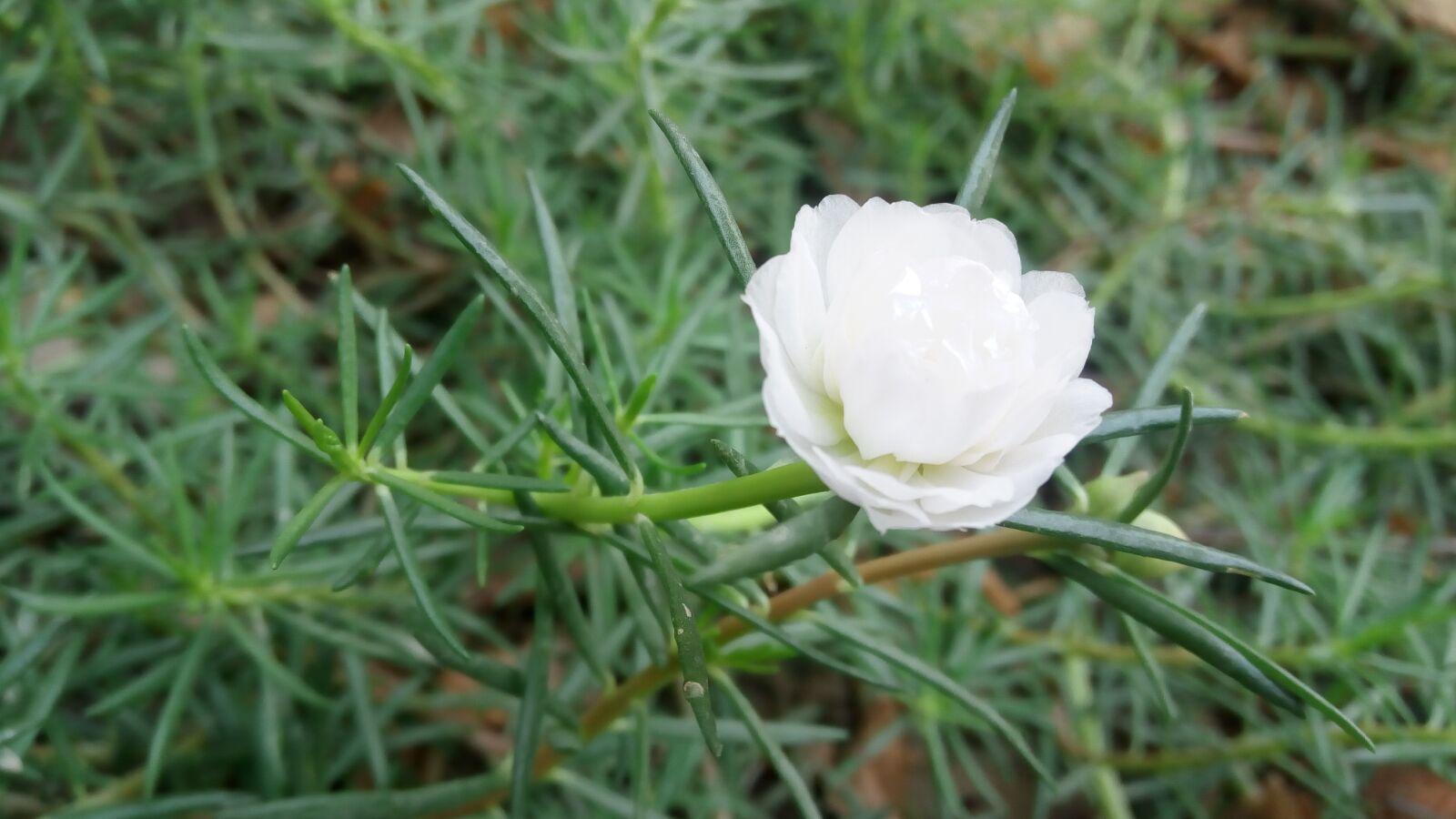 Lenovo VIBE X3 LITE sample photo. White flower, green leaves photography