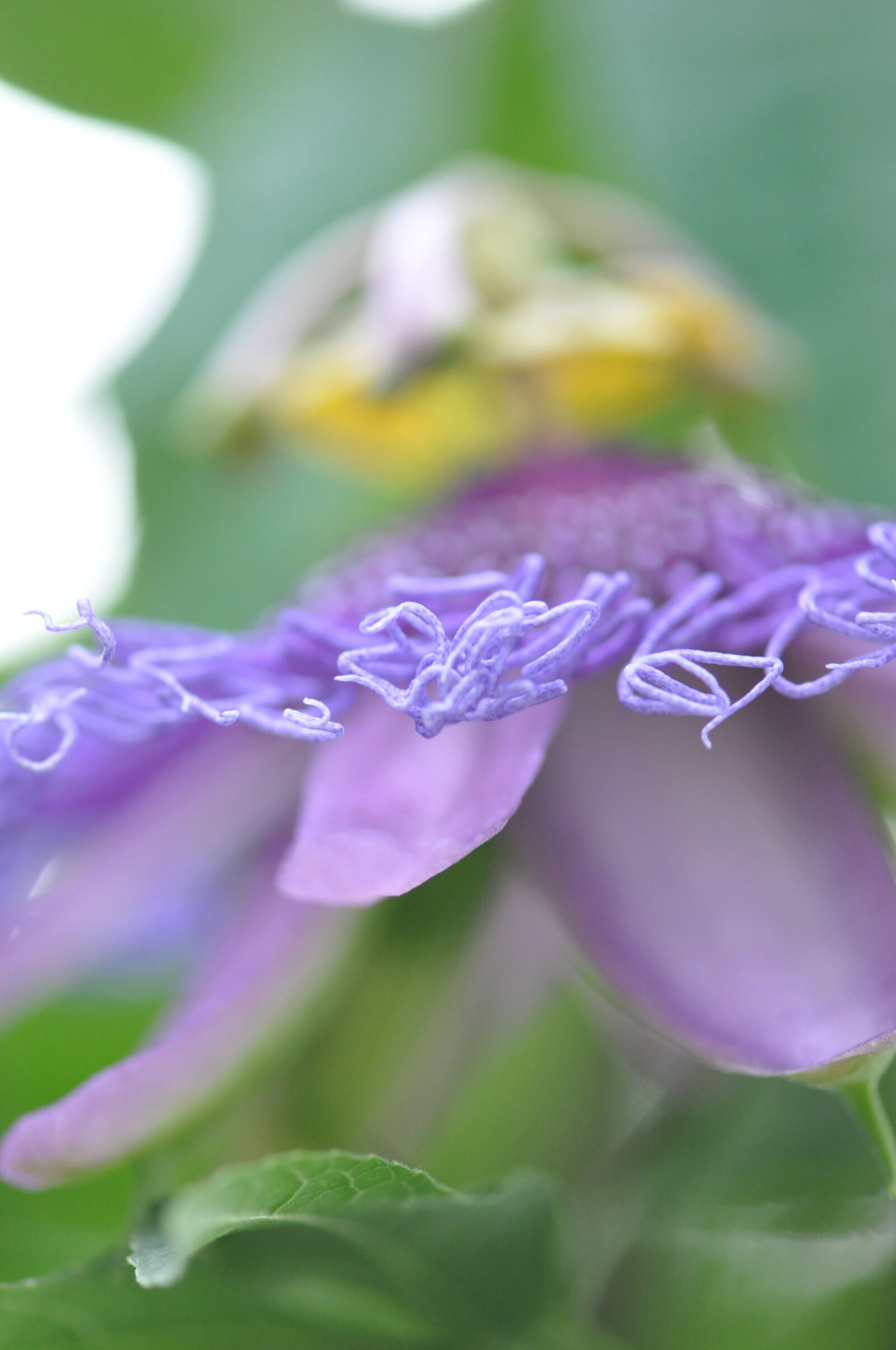 Nikon D90 sample photo. Violet, petal, flowers photography