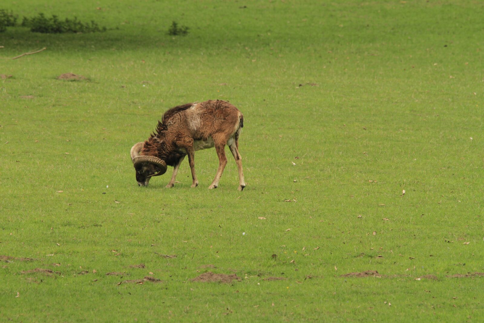 Canon EOS 7D sample photo. Wild animal, bock, mammal photography