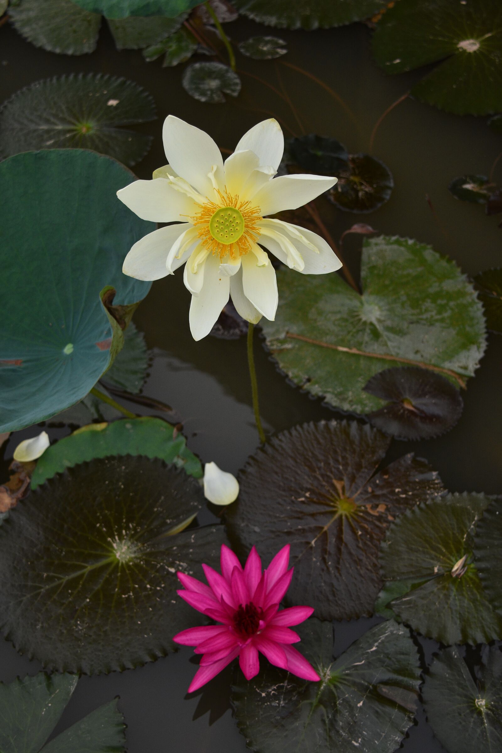 Nikon D7200 sample photo. Lotus, pond, lake photography