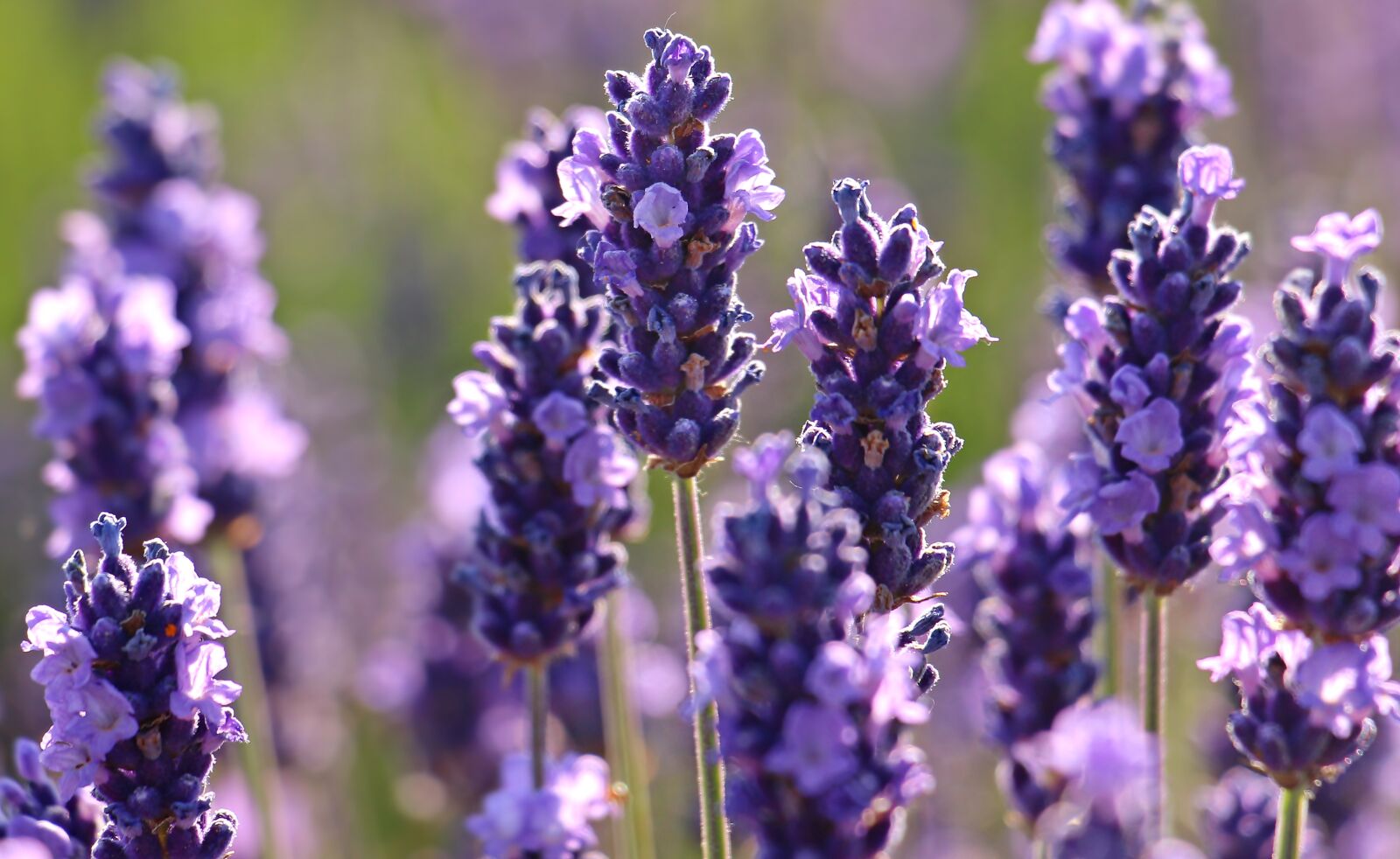 Canon EOS 100D (EOS Rebel SL1 / EOS Kiss X7) sample photo. Lavender, flower, purple photography