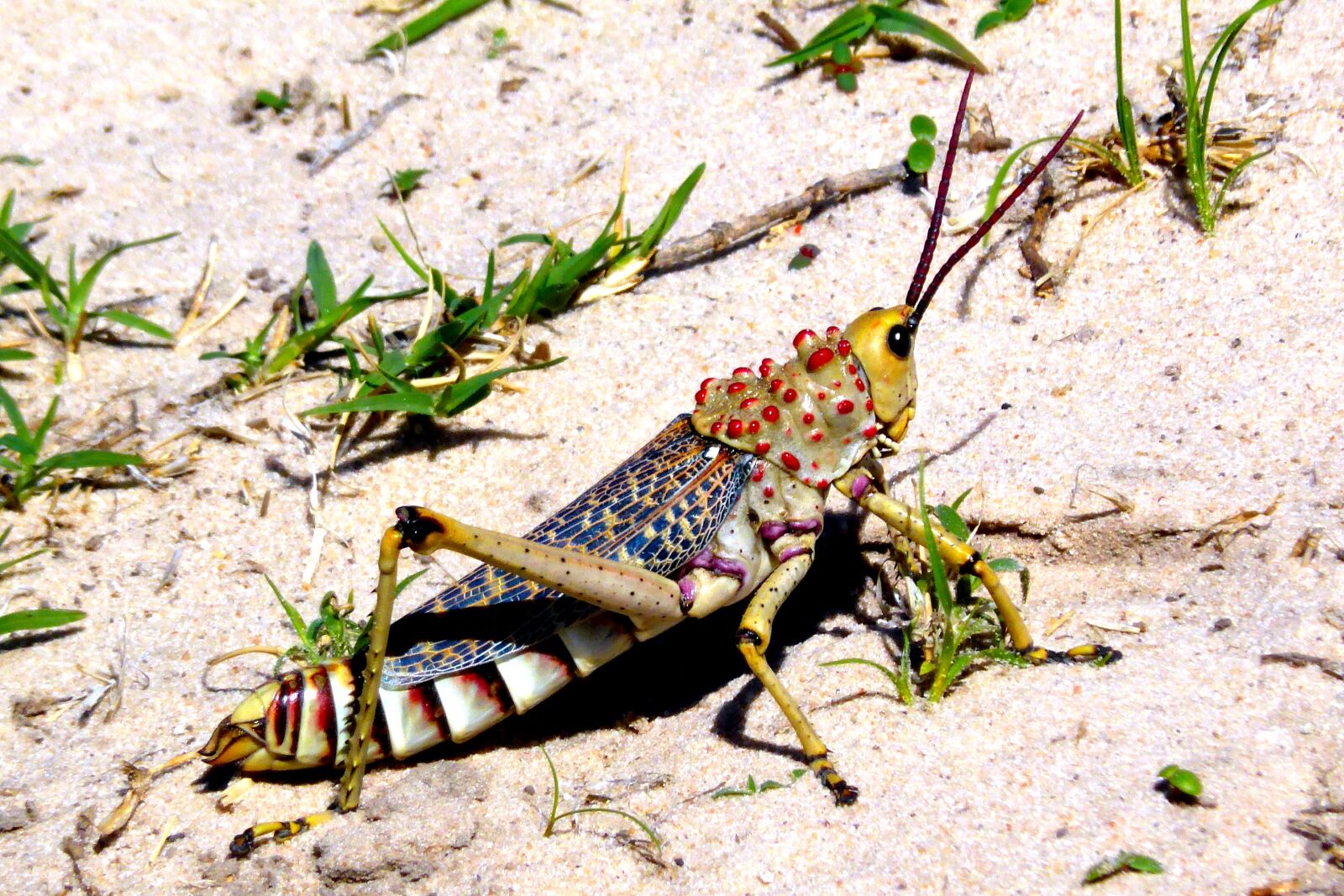 Panasonic DMC-TZ41 sample photo. Grasshoppers, migratory locust, desert photography