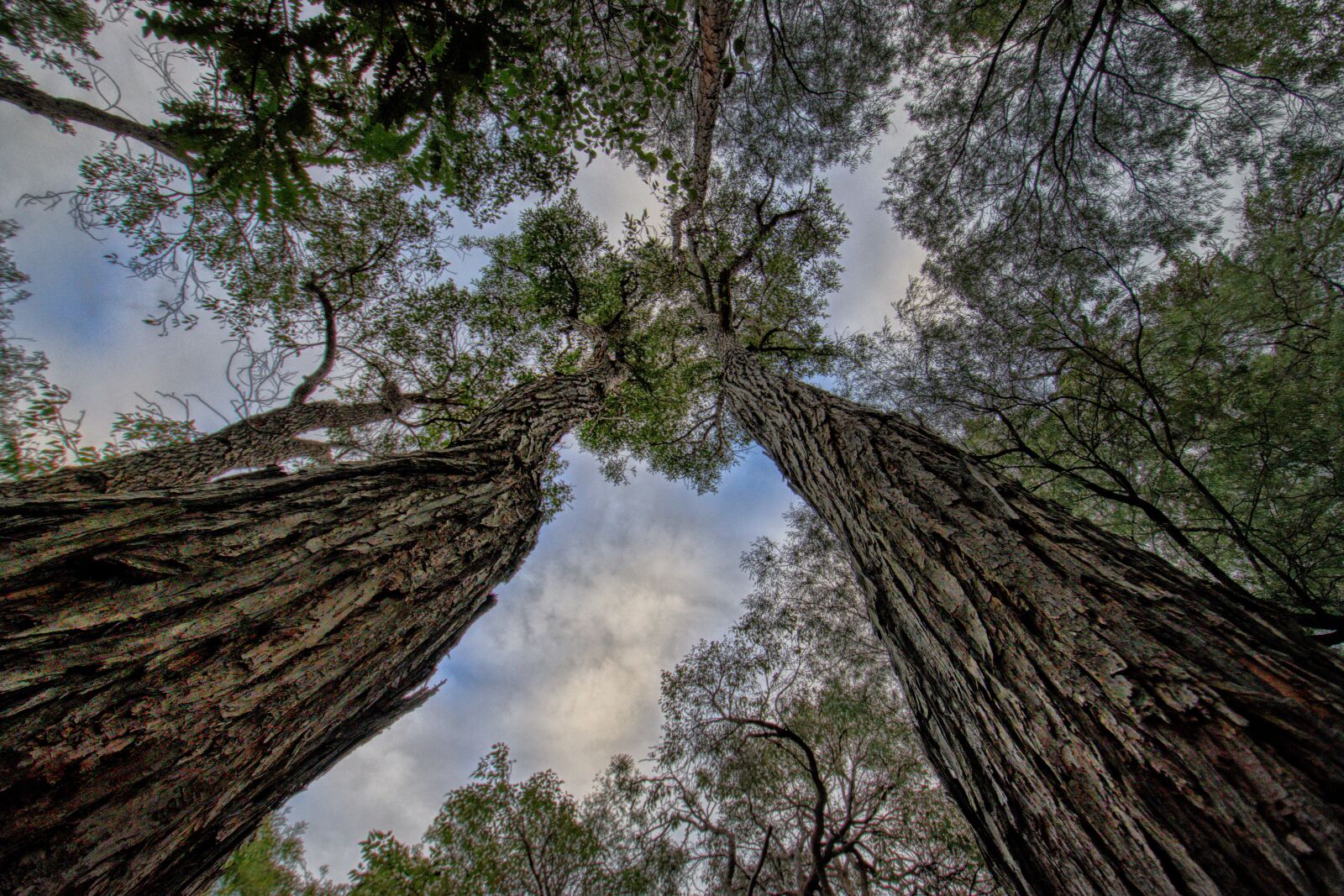 Nikon D3300 sample photo. Trees, jarrah, australian photography