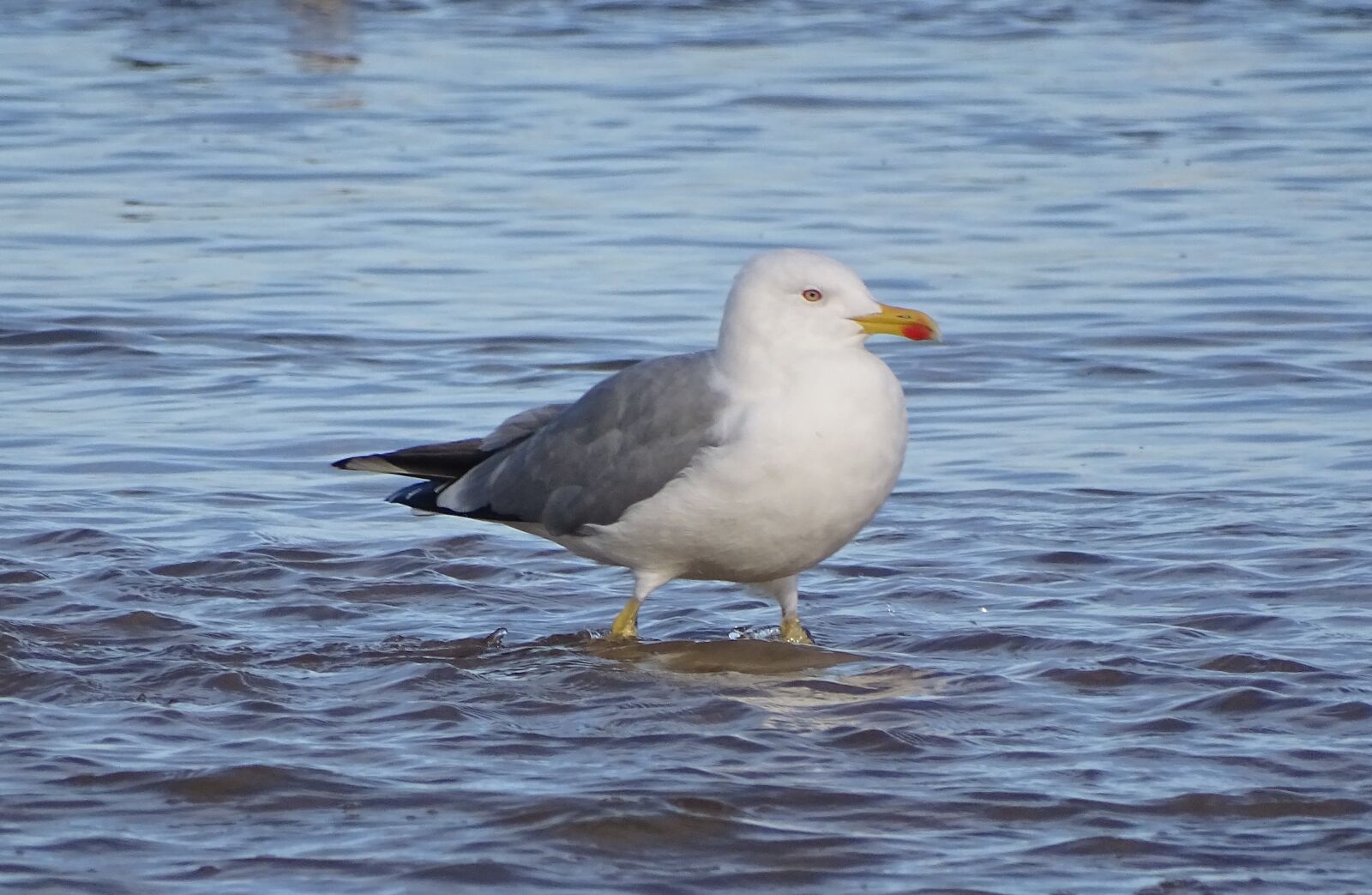 Sony Cyber-shot DSC-HX400V sample photo. Seagull, in water, in photography