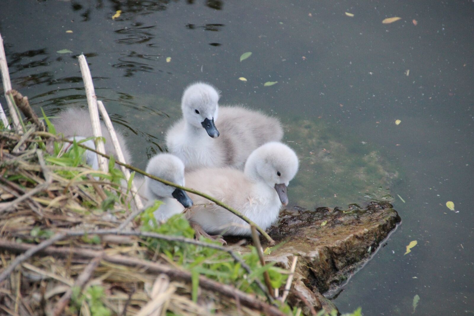 Canon EOS 600D (Rebel EOS T3i / EOS Kiss X5) sample photo. Swan chicks, swan, swans photography