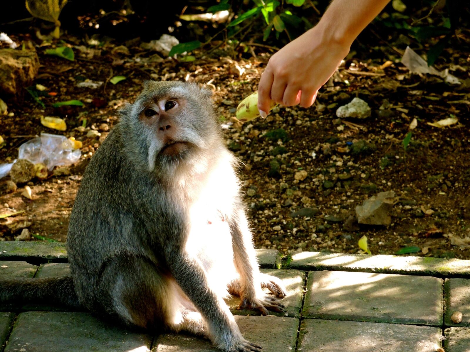 Nikon Coolpix P7700 sample photo. Monkey, primate, wildlife, nature photography