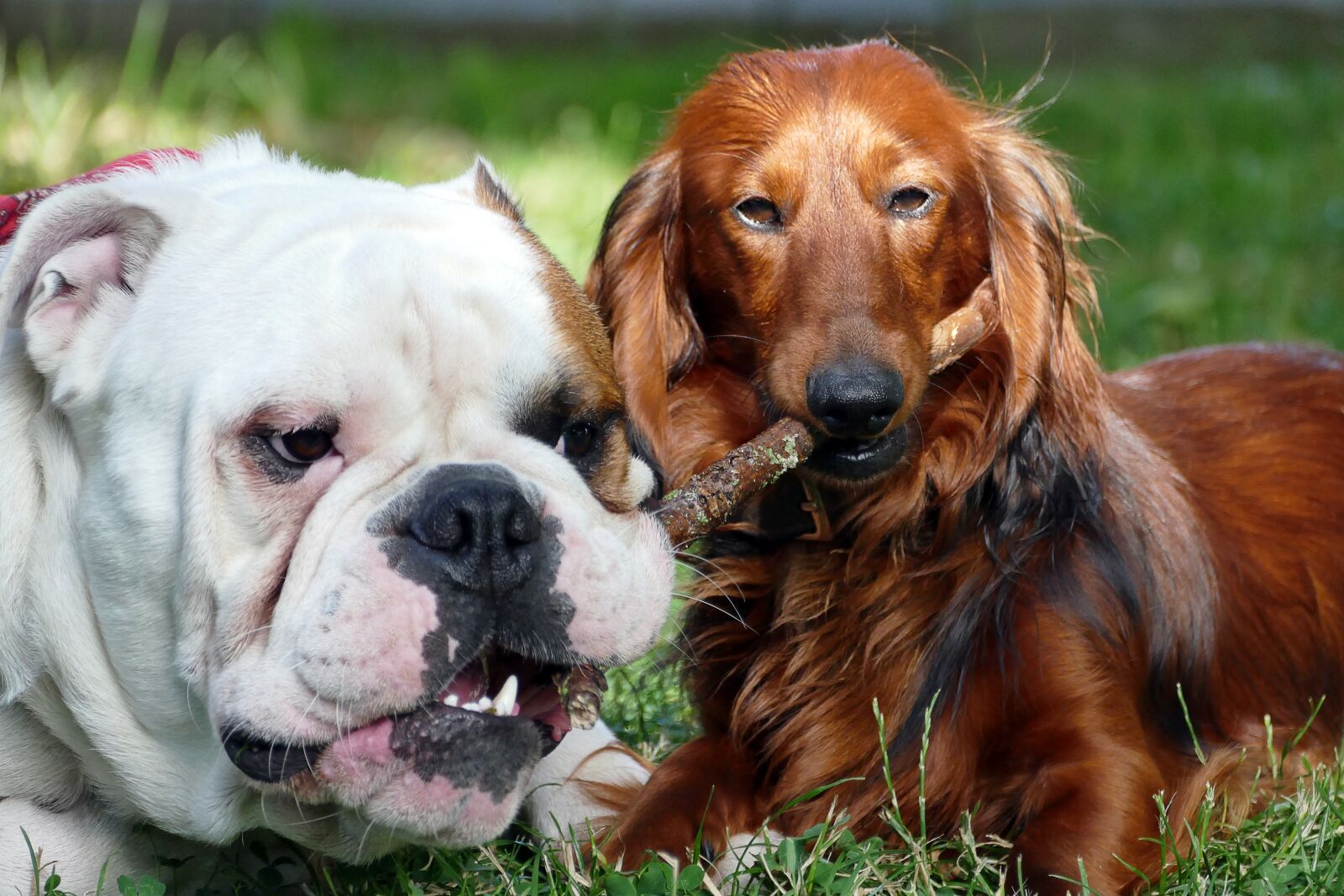 Panasonic Lumix DMC-FZ1000 sample photo. Dogs, english bulldog, dachshund photography
