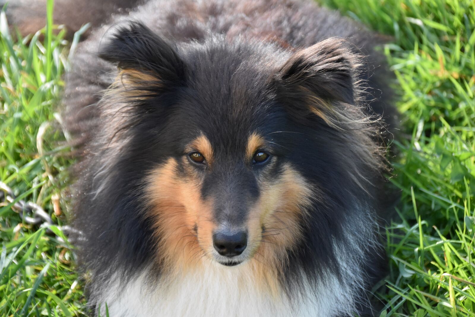 Nikon D5600 sample photo. Dog, dog shetland sheepdog photography