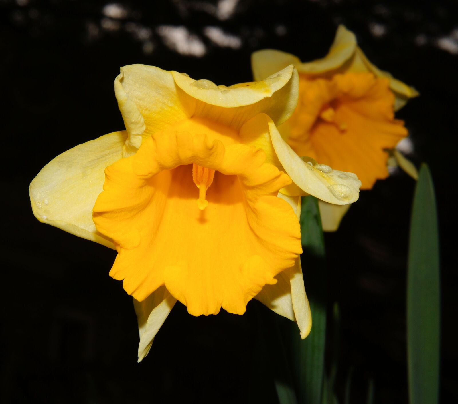 Sony SLT-A58 + Sony Planar T* 50mm F1.4 ZA SSM sample photo. Narcissus, blossom, bloom photography
