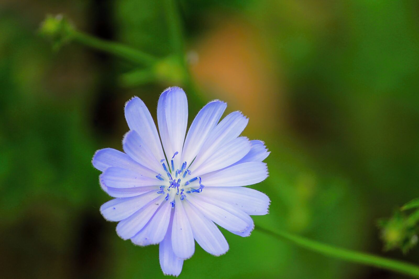Canon EOS 1100D (EOS Rebel T3 / EOS Kiss X50) sample photo. Chicory, common chicory, blossom photography